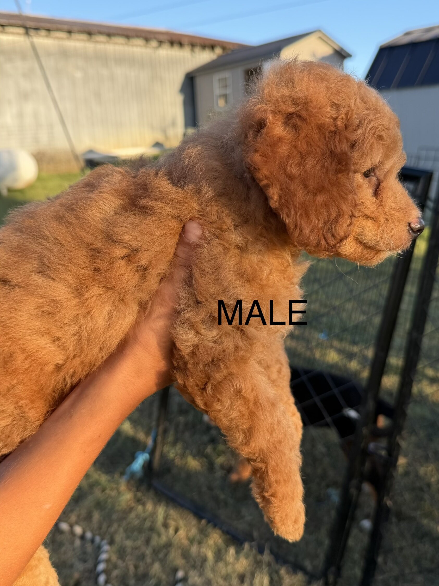 Mini Goldendoodle image 2