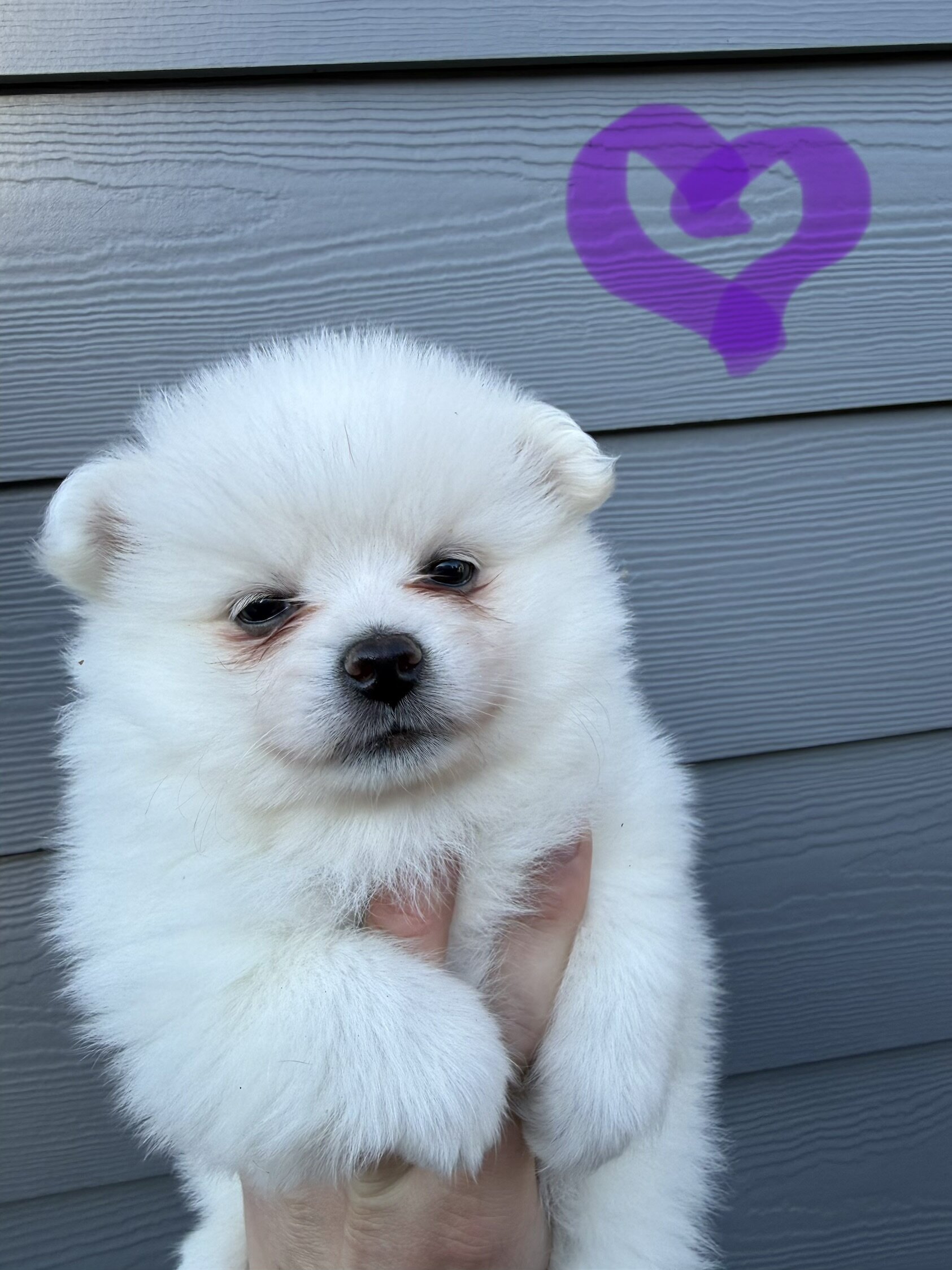 Pomeranian puppies image 1
