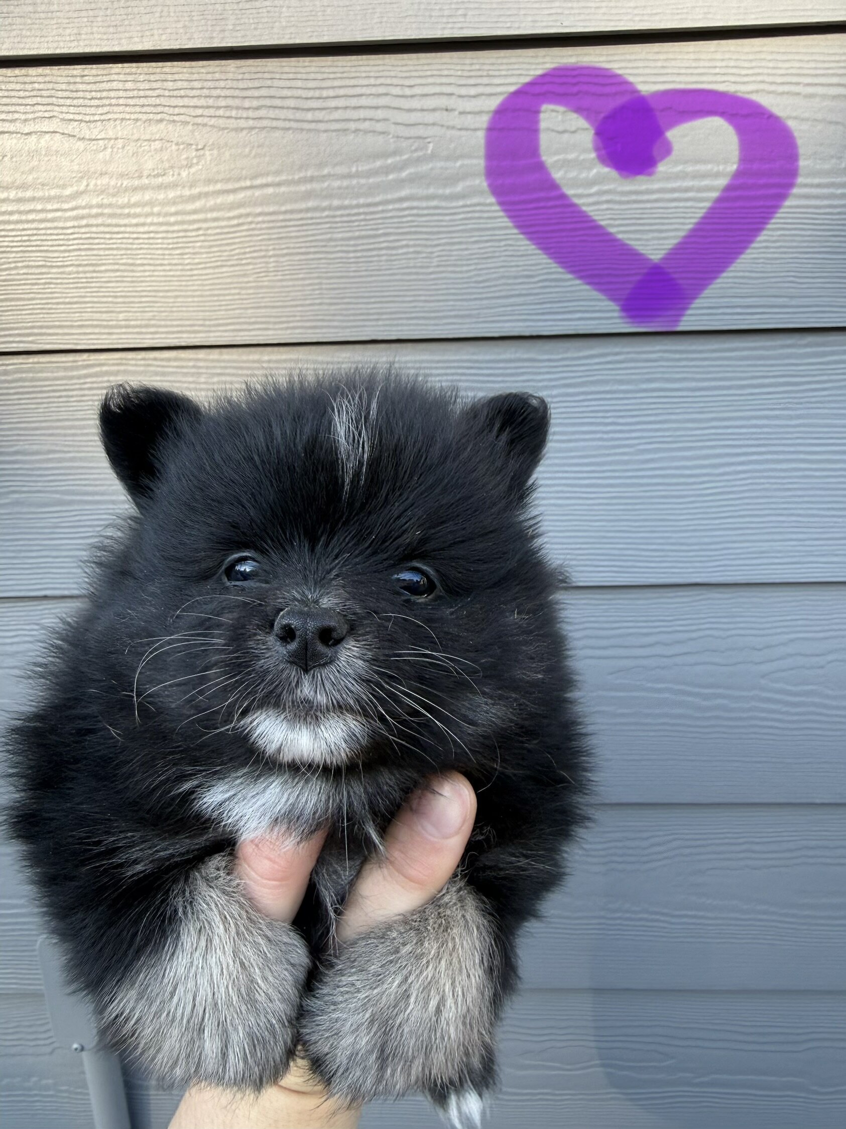 Pomeranian puppies image 2