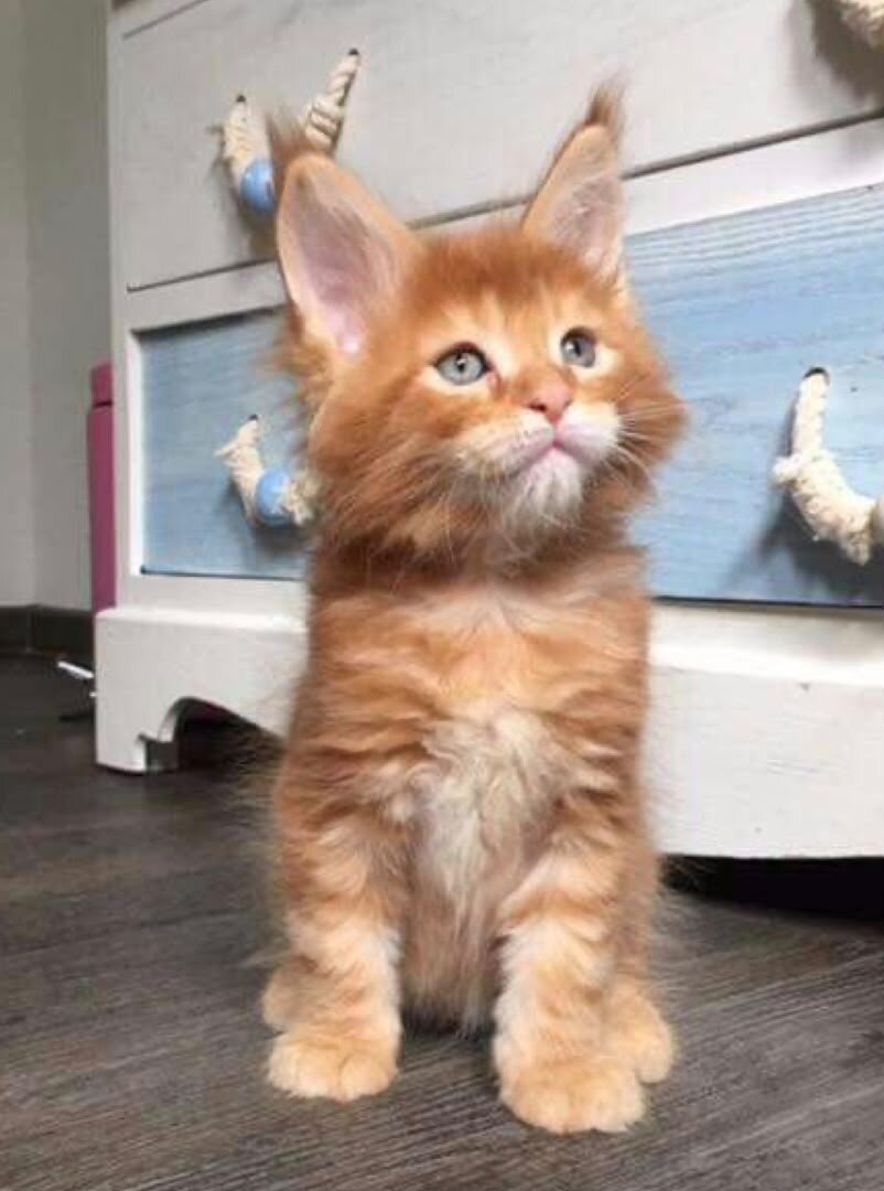 Maine coon kitten image 1