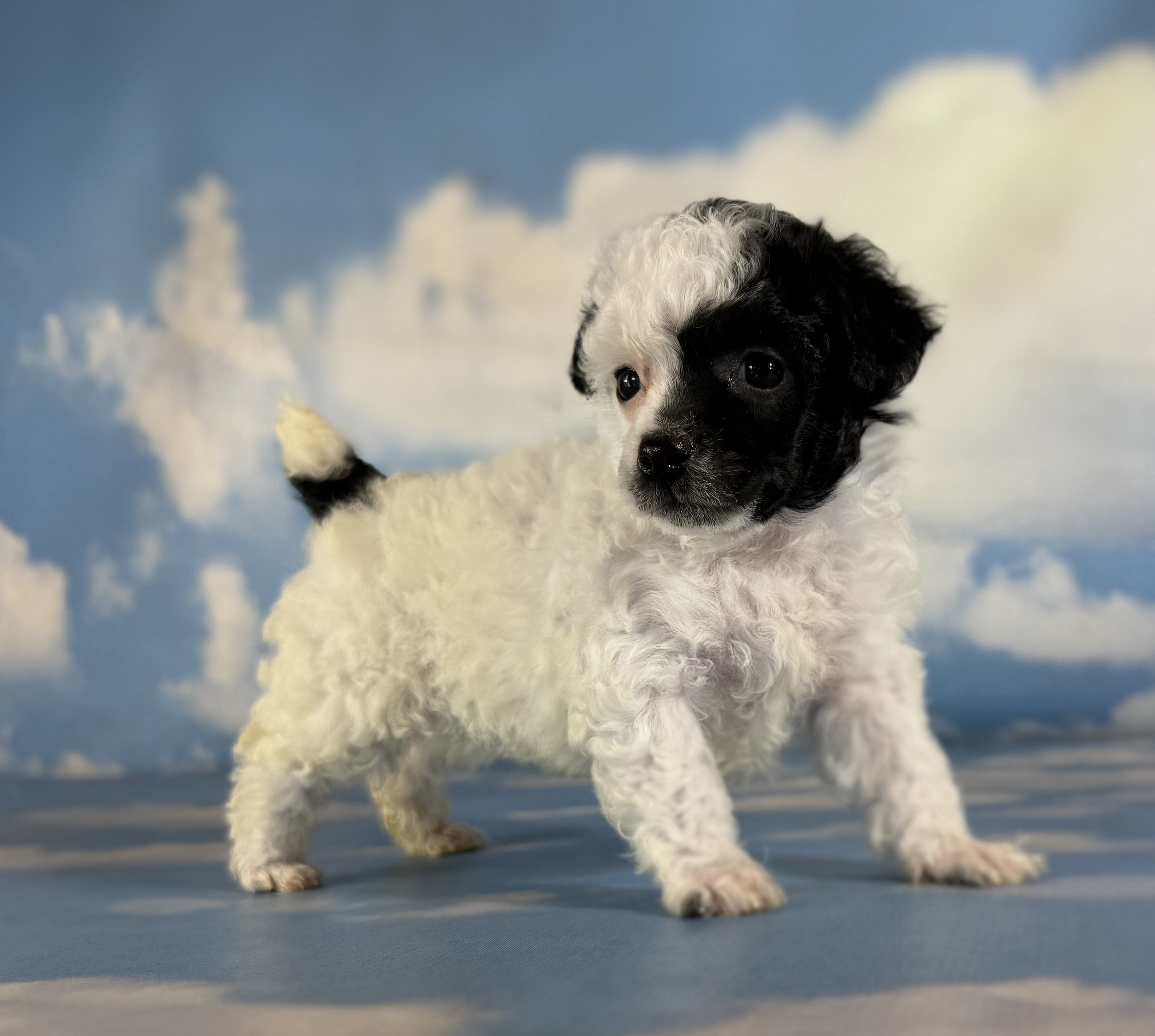 Cruella Female ACA Toy Poodle image 6