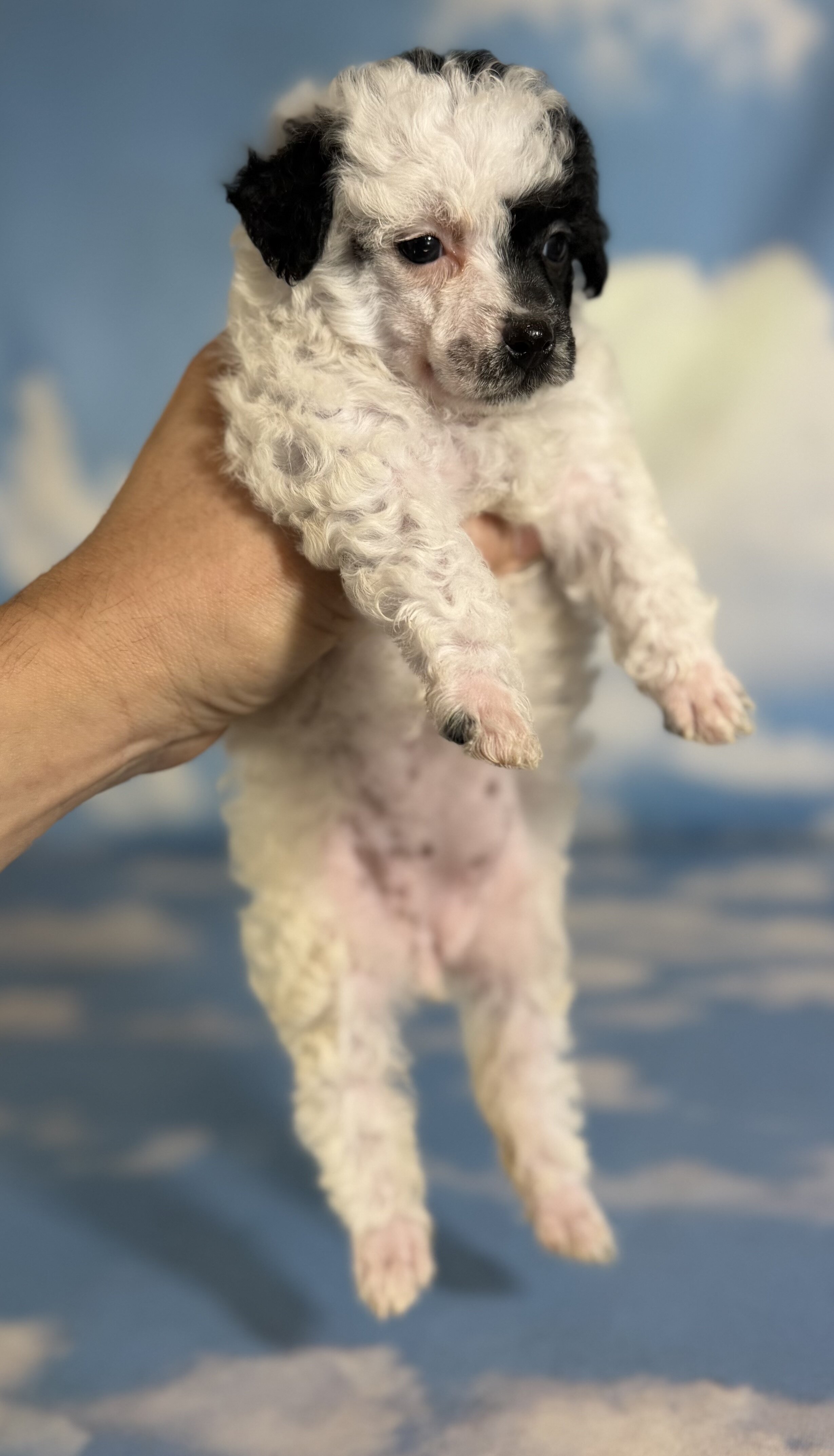Cruella Female ACA Toy Poodle image 4