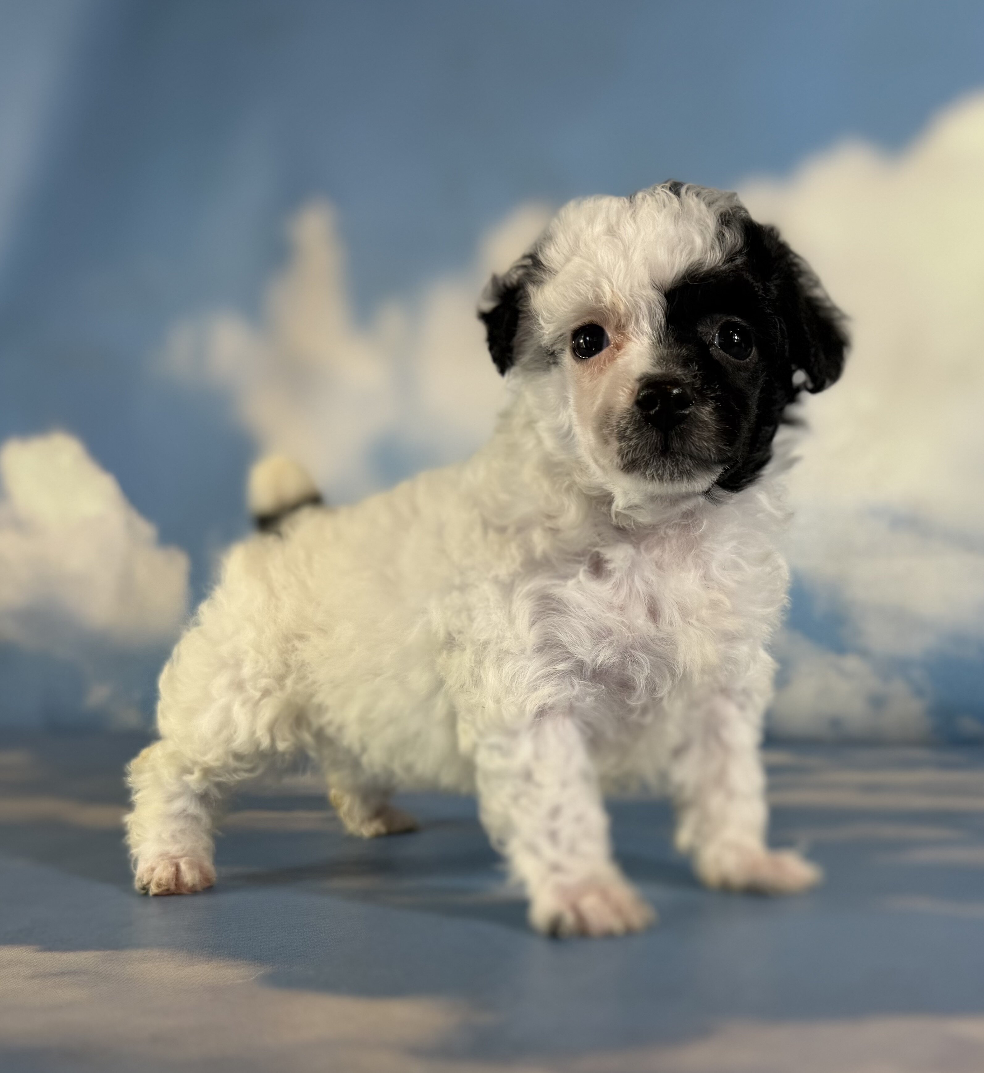 Cruella Female ACA Toy Poodle image 5