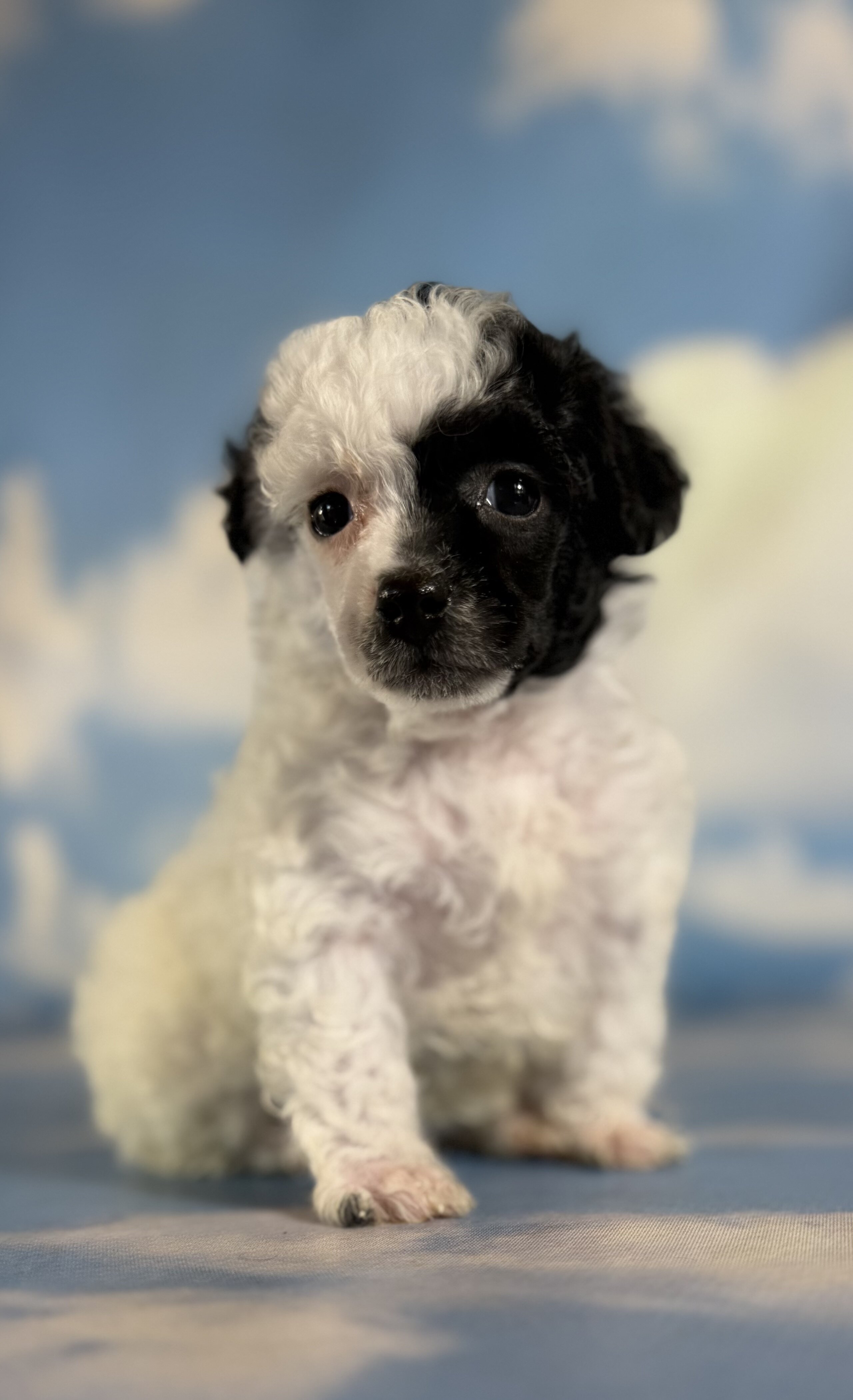 Cruella Female ACA Toy Poodle image 2