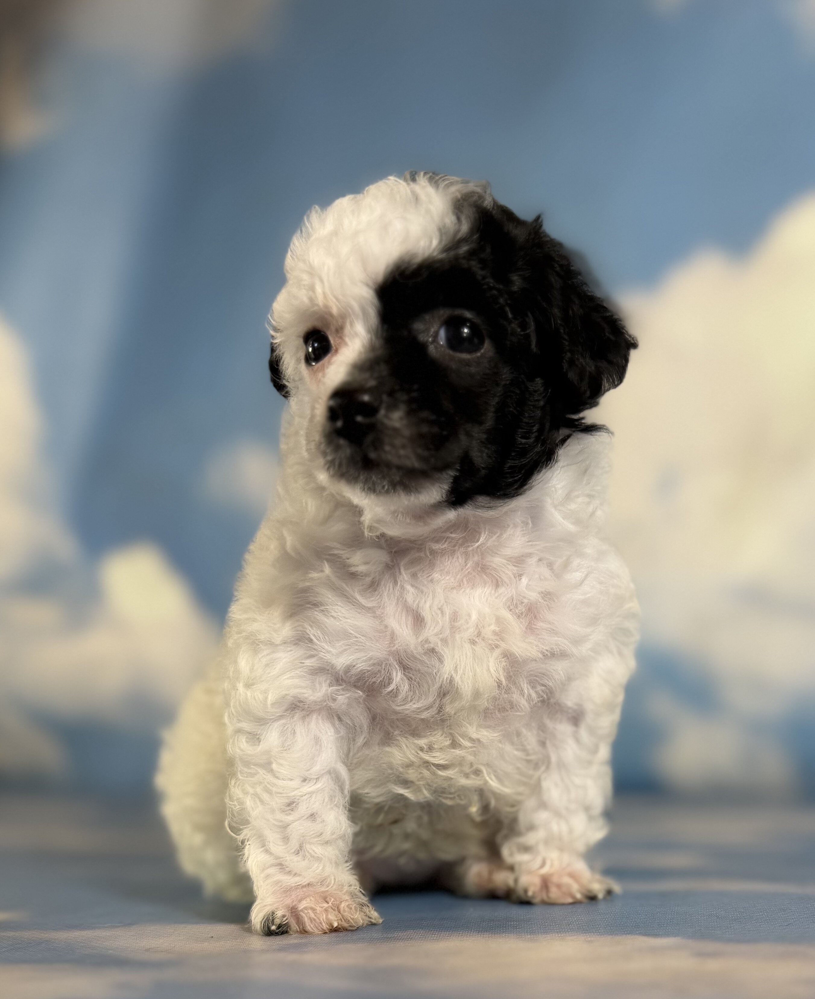 Cruella Female ACA Toy Poodle image 3