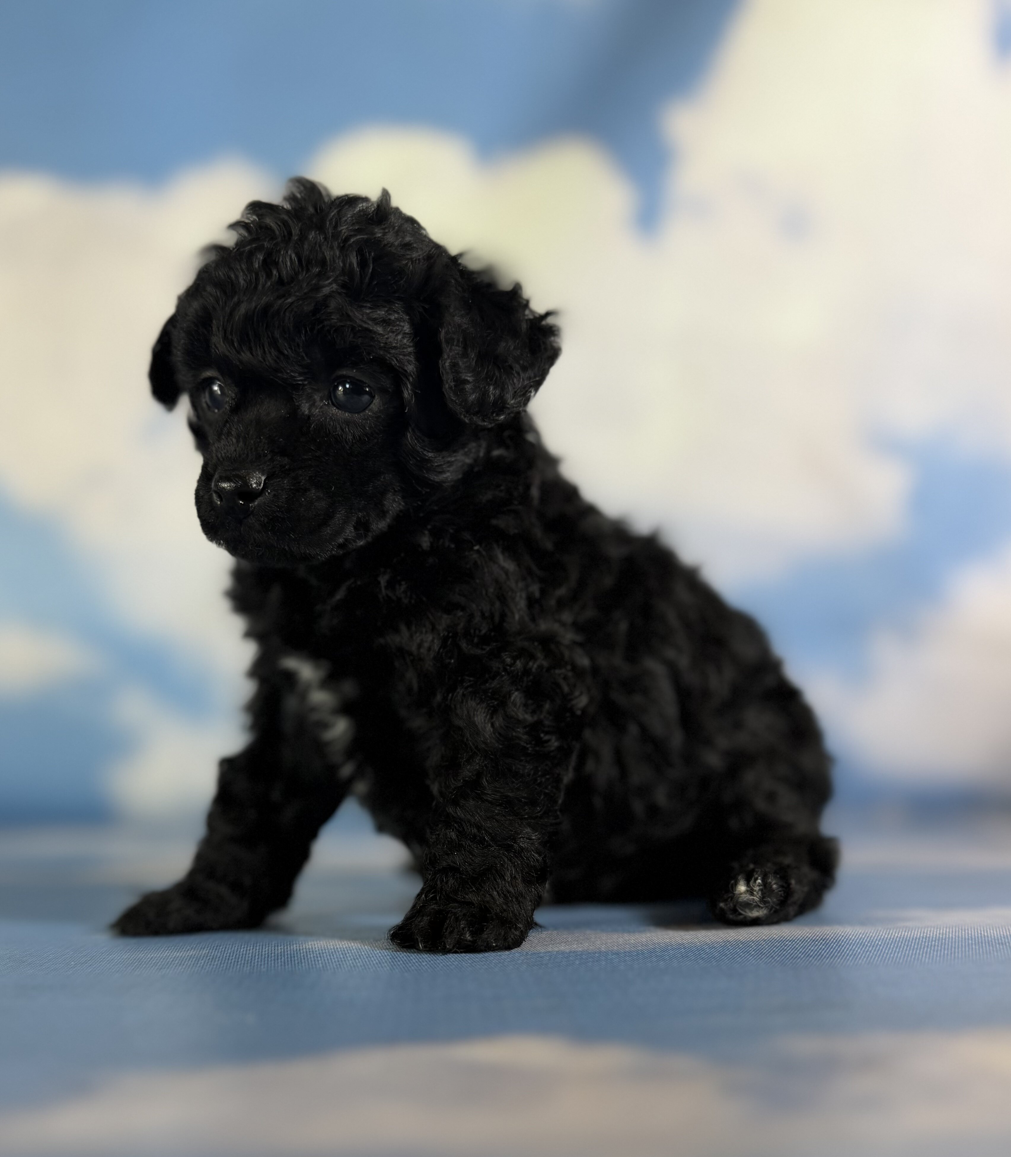 Magic Female ACA Toy Poodle image 6
