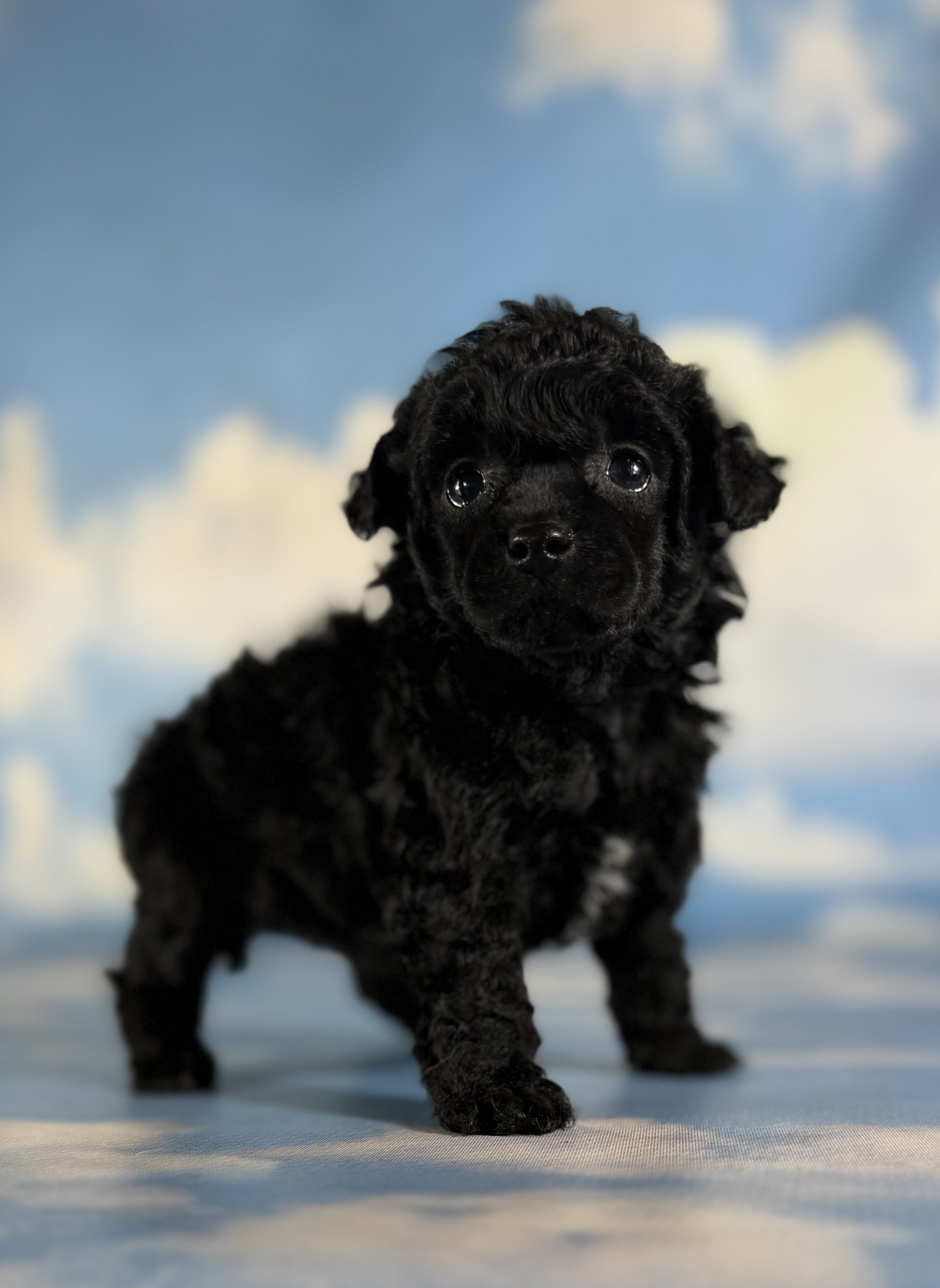 Magic Female ACA Toy Poodle image 4