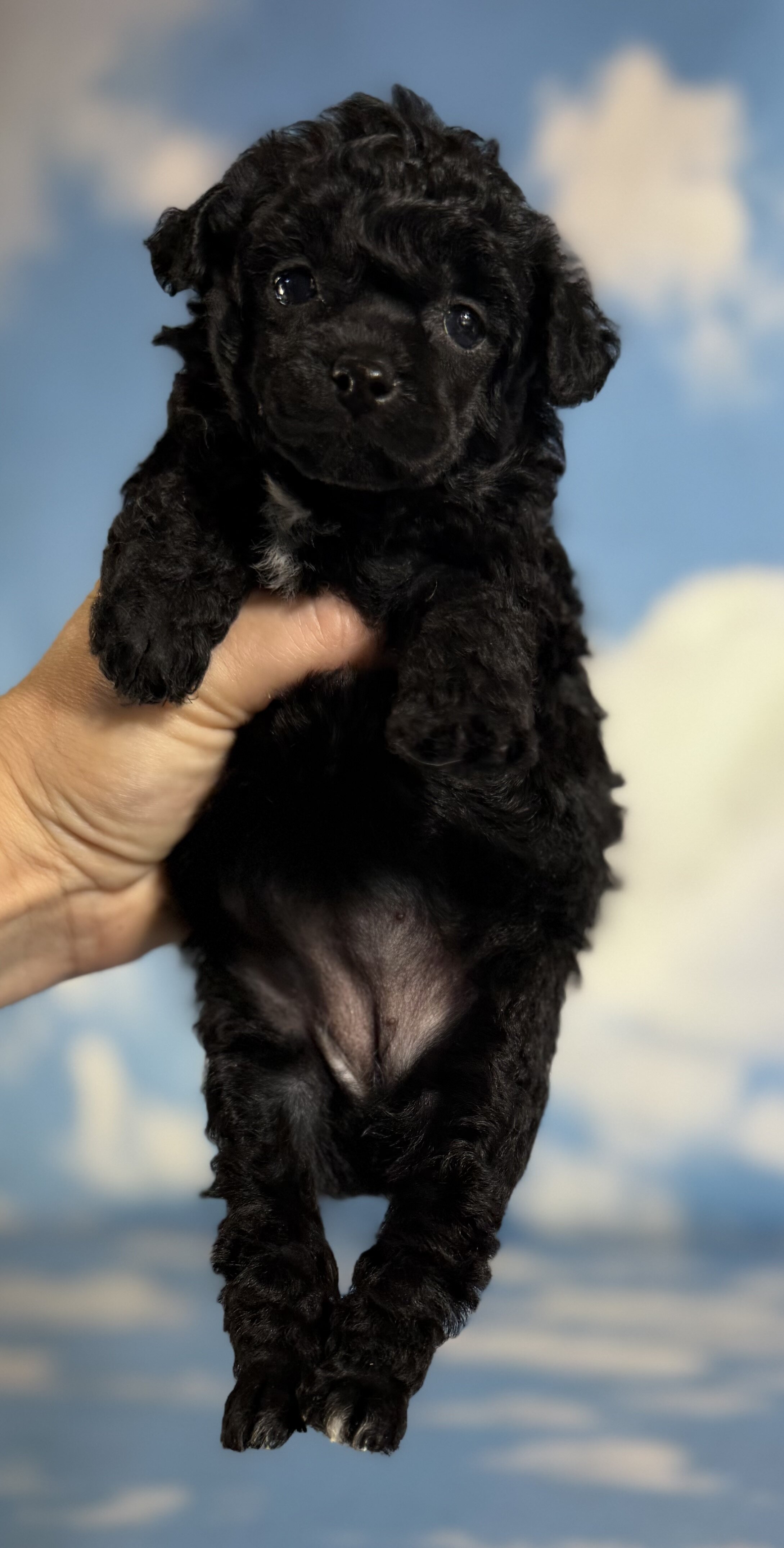 Magic Female ACA Toy Poodle image 5