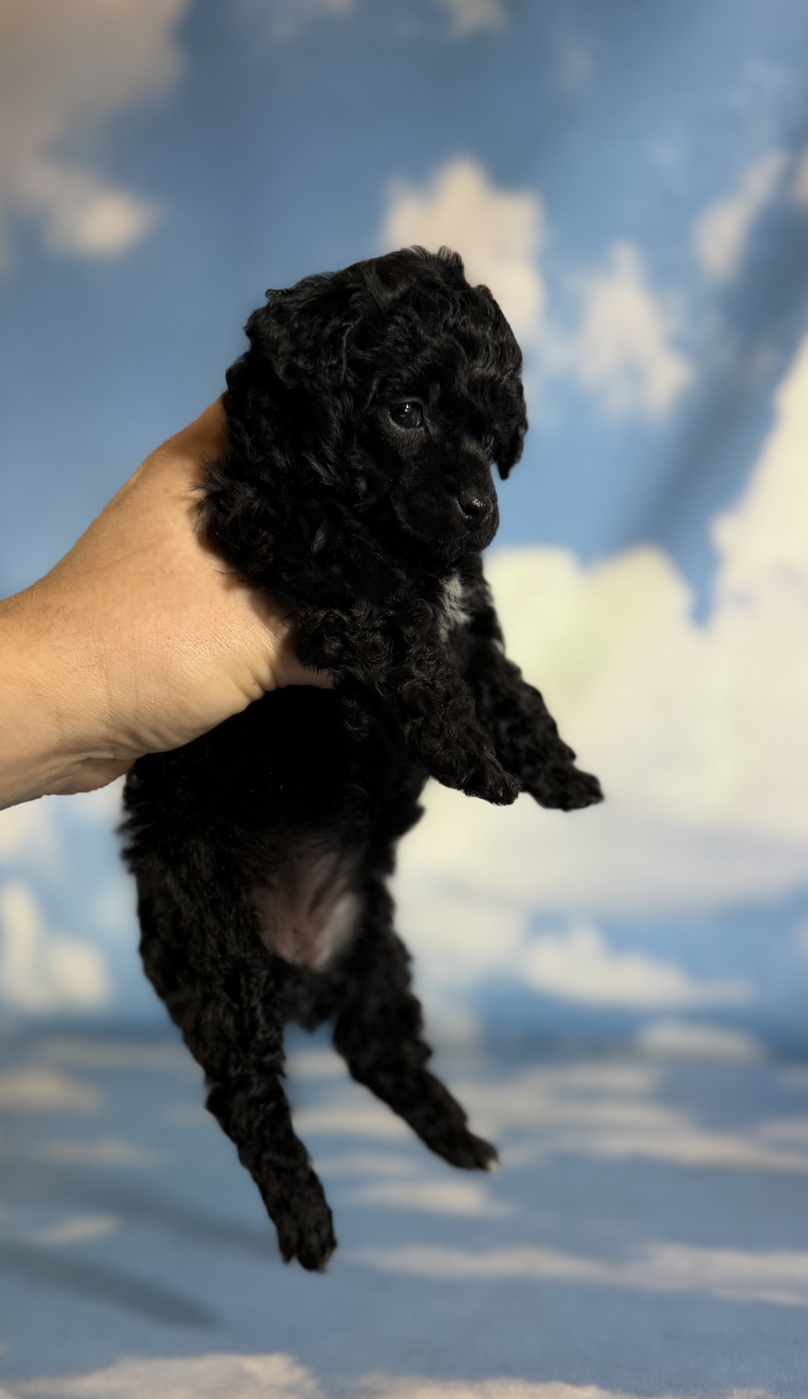 Magic Female ACA Toy Poodle image 2