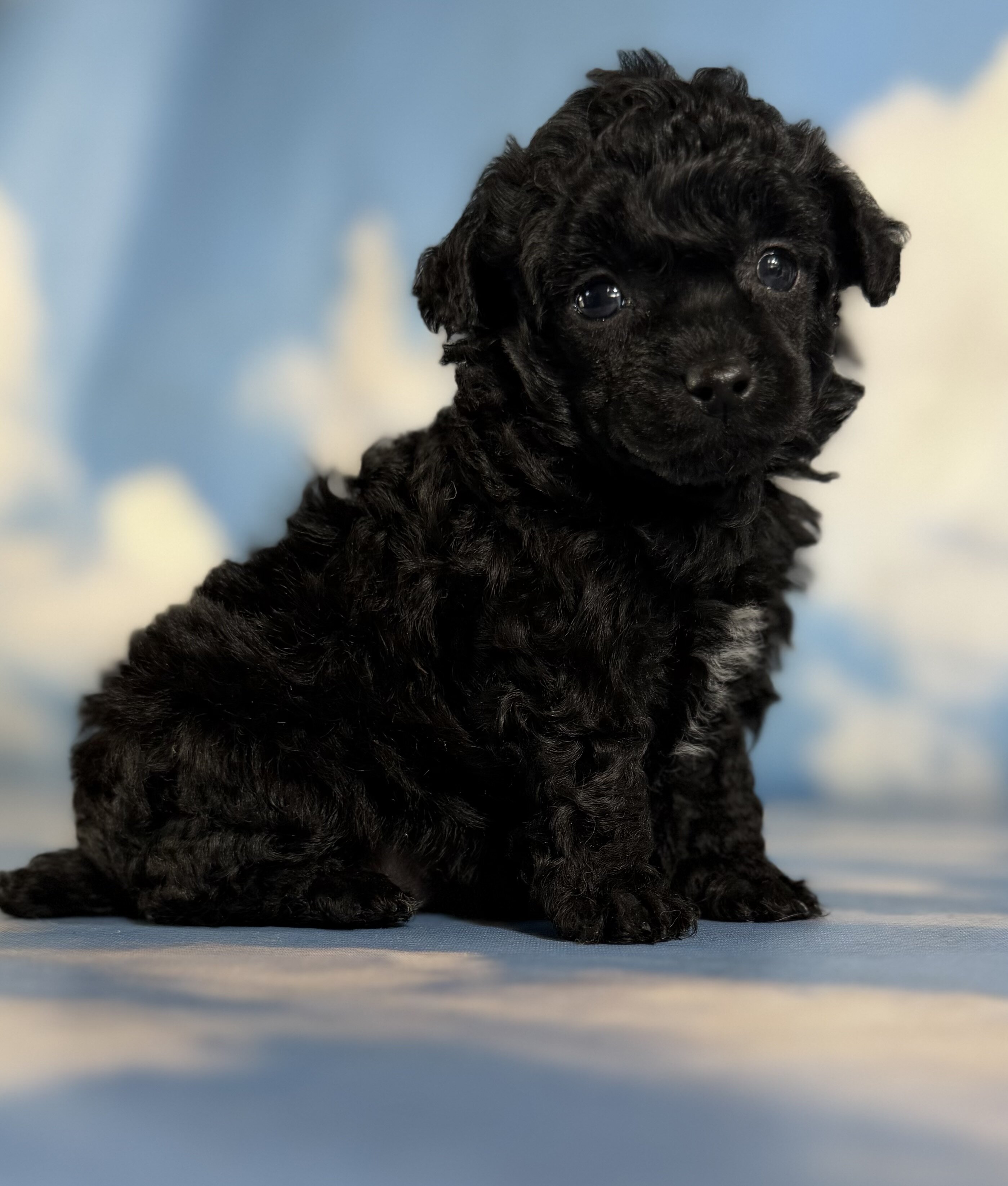 Magic Female ACA Toy Poodle image 3