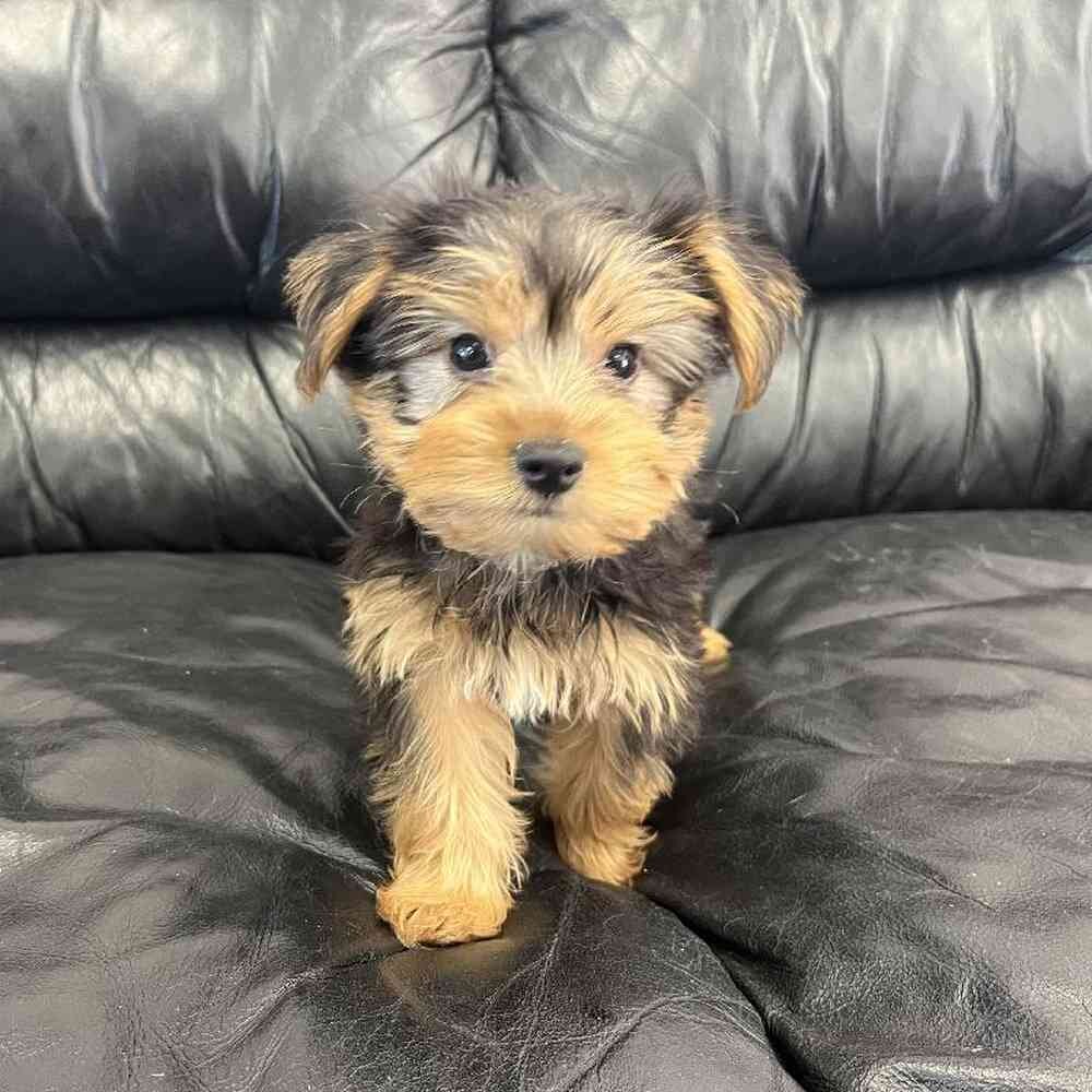 Beautiful Yorkshire Terrier Puppies image 2