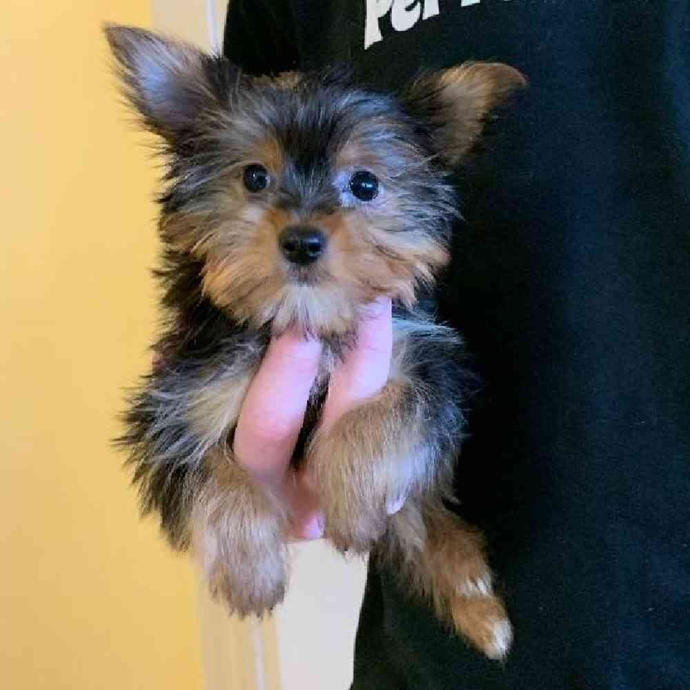 Beautiful Yorkshire Terrier Puppies image 1