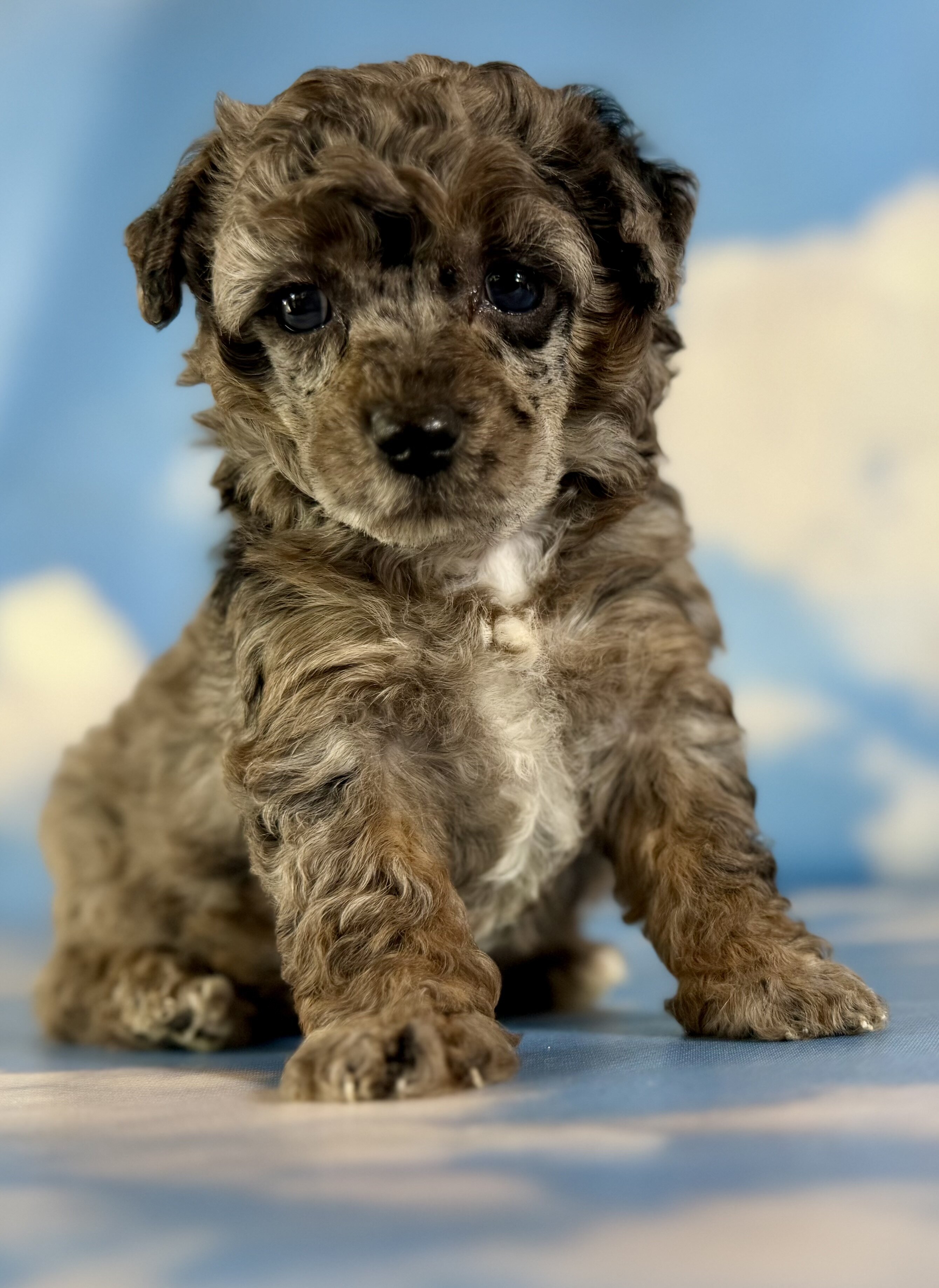 Classy Female ACA Toy Poodle image 5