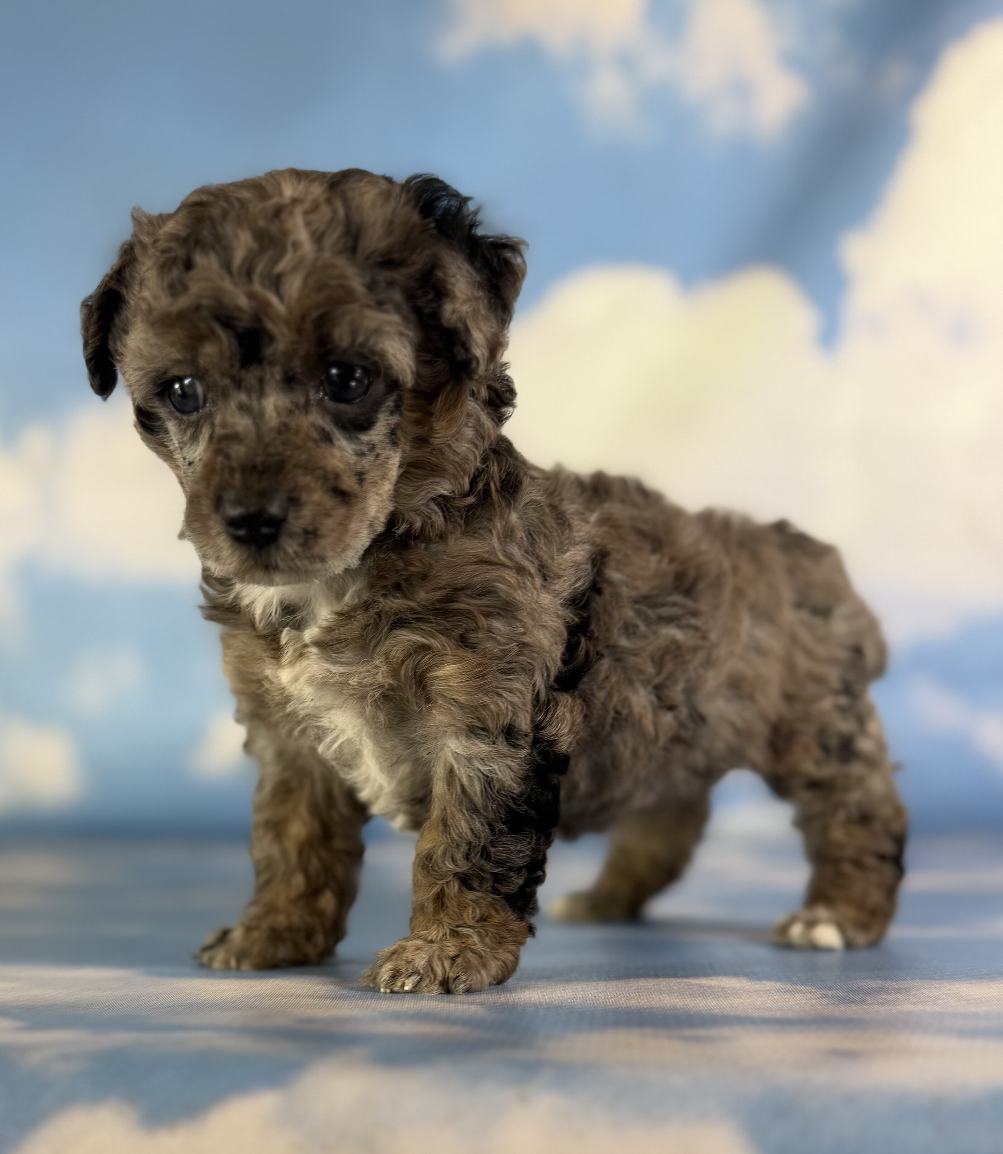Classy Female ACA Toy Poodle image 4