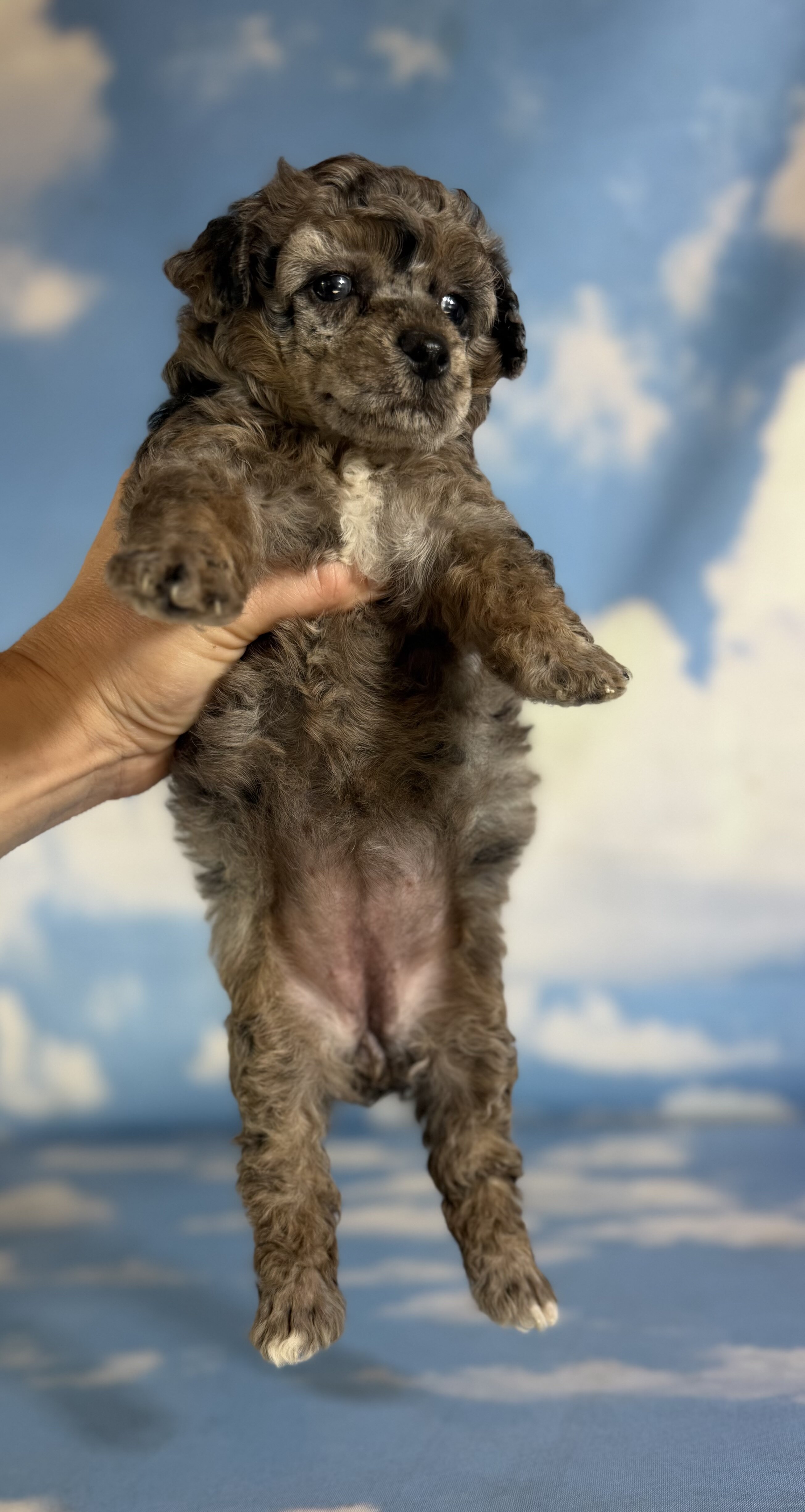 Classy Female ACA Toy Poodle image 2