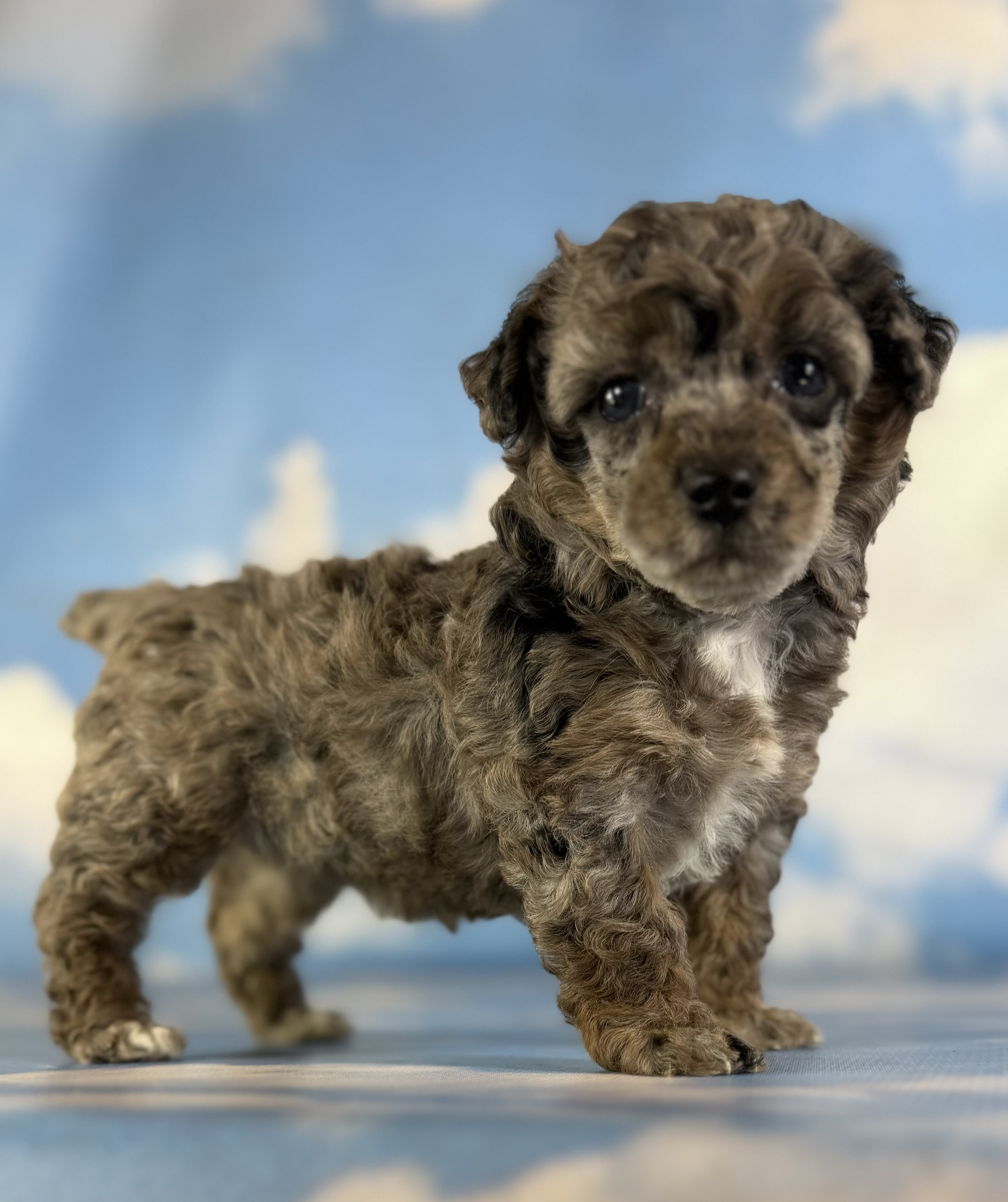 Classy Female ACA Toy Poodle image 3