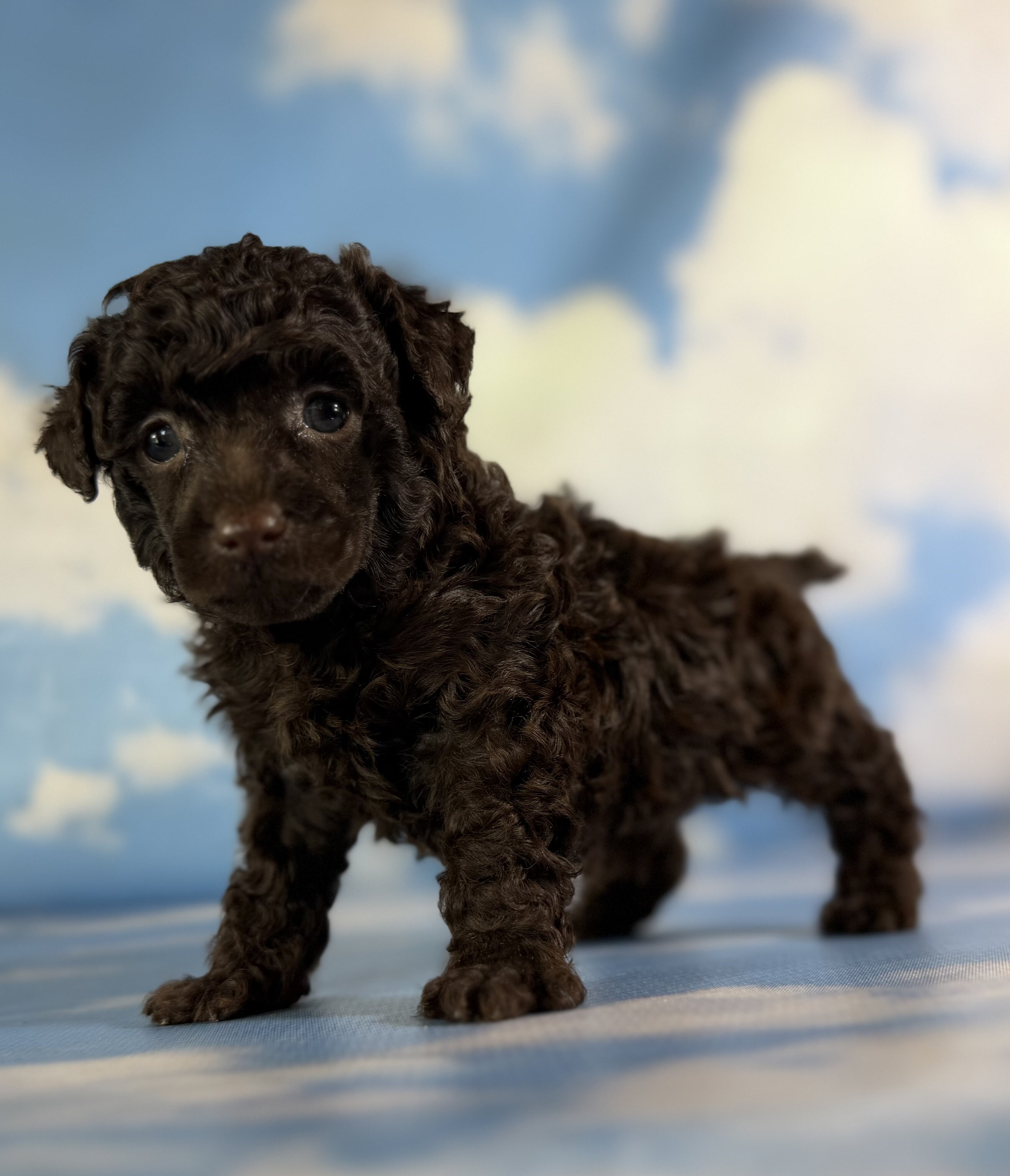 Tiny Tim Male ACA Toy Poodle image 5
