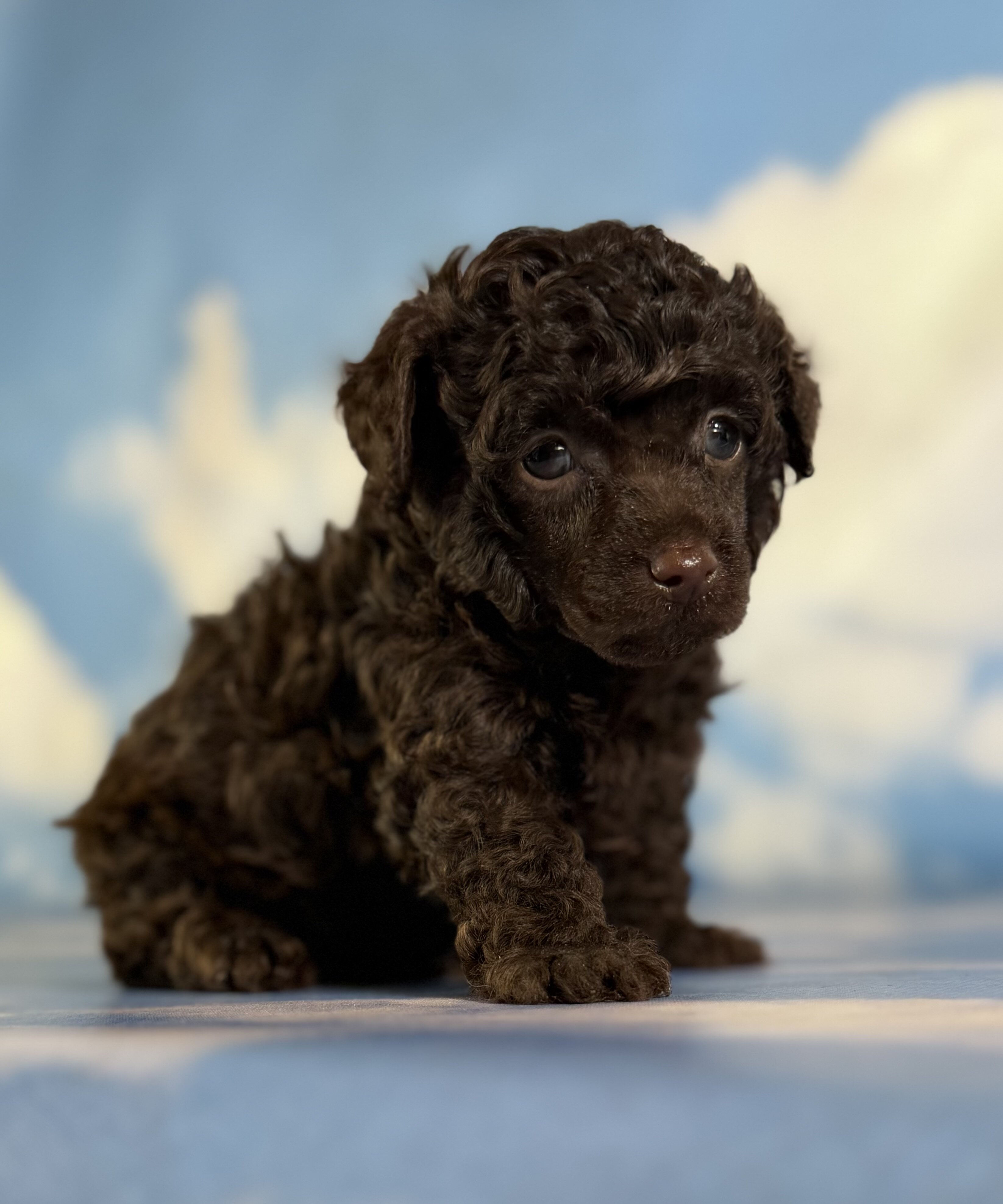 Tiny Tim Male ACA Toy Poodle image 3