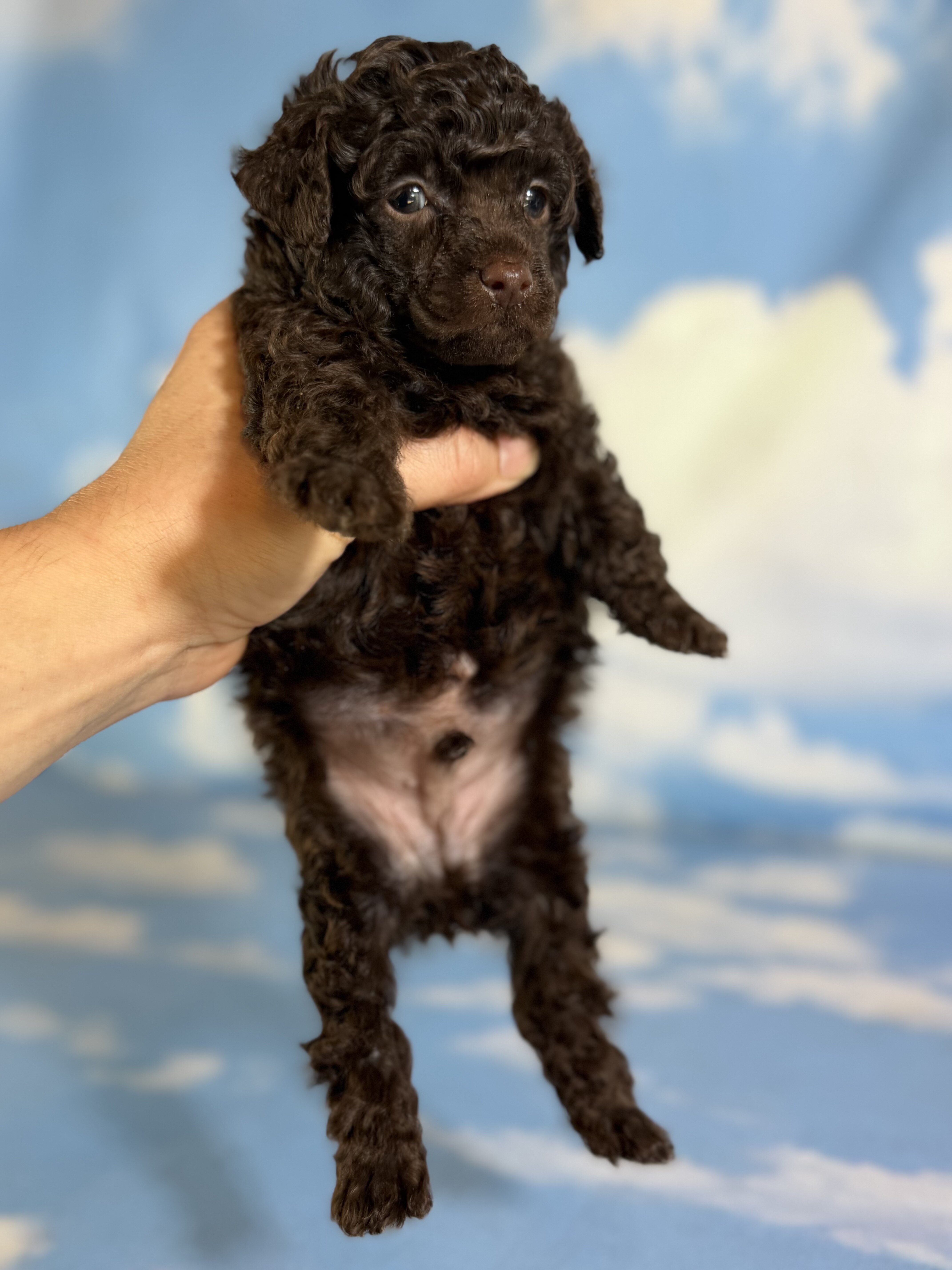 Tiny Tim Male ACA Toy Poodle image 4
