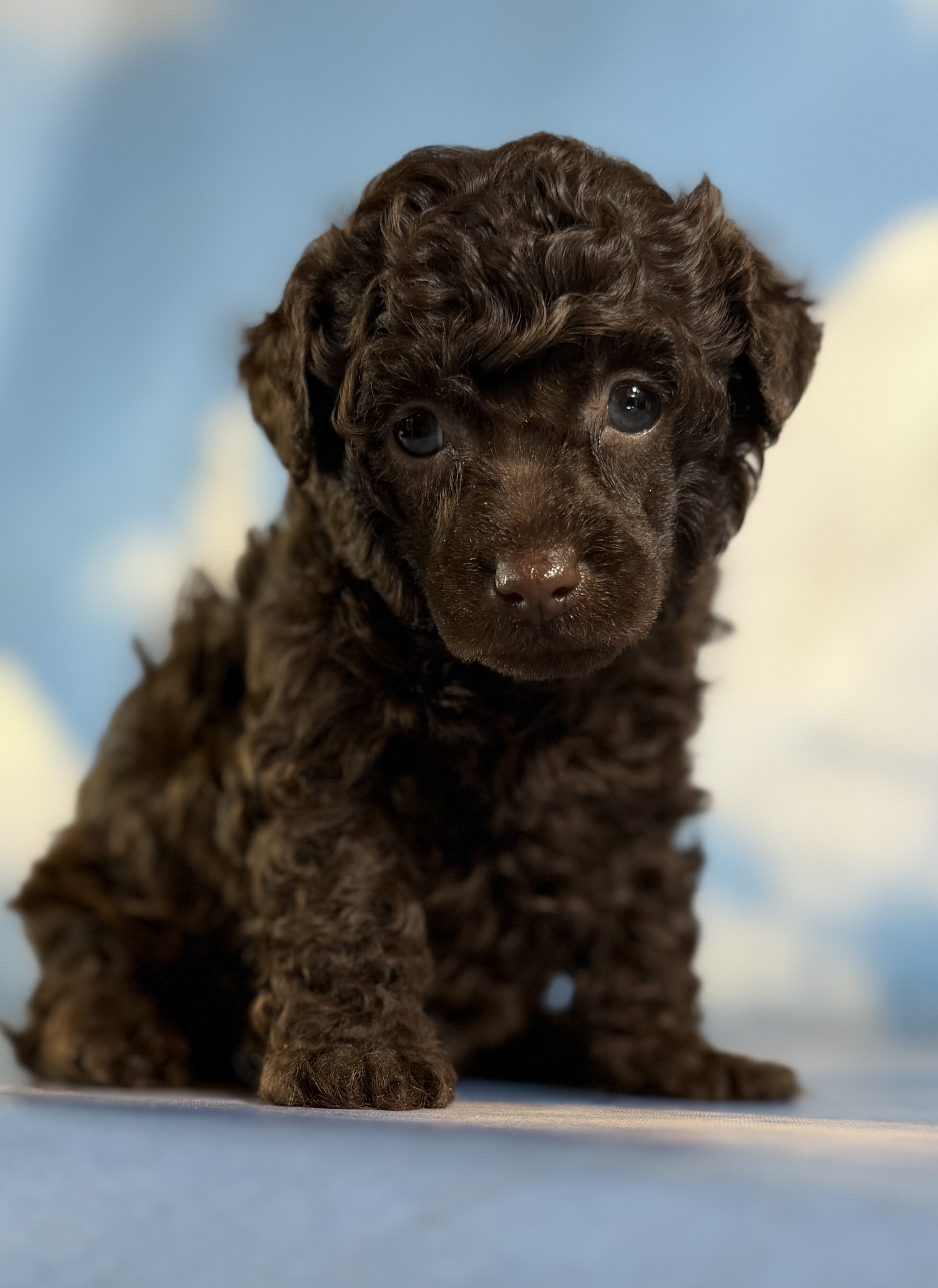 Tiny Tim Male ACA Toy Poodle image 2