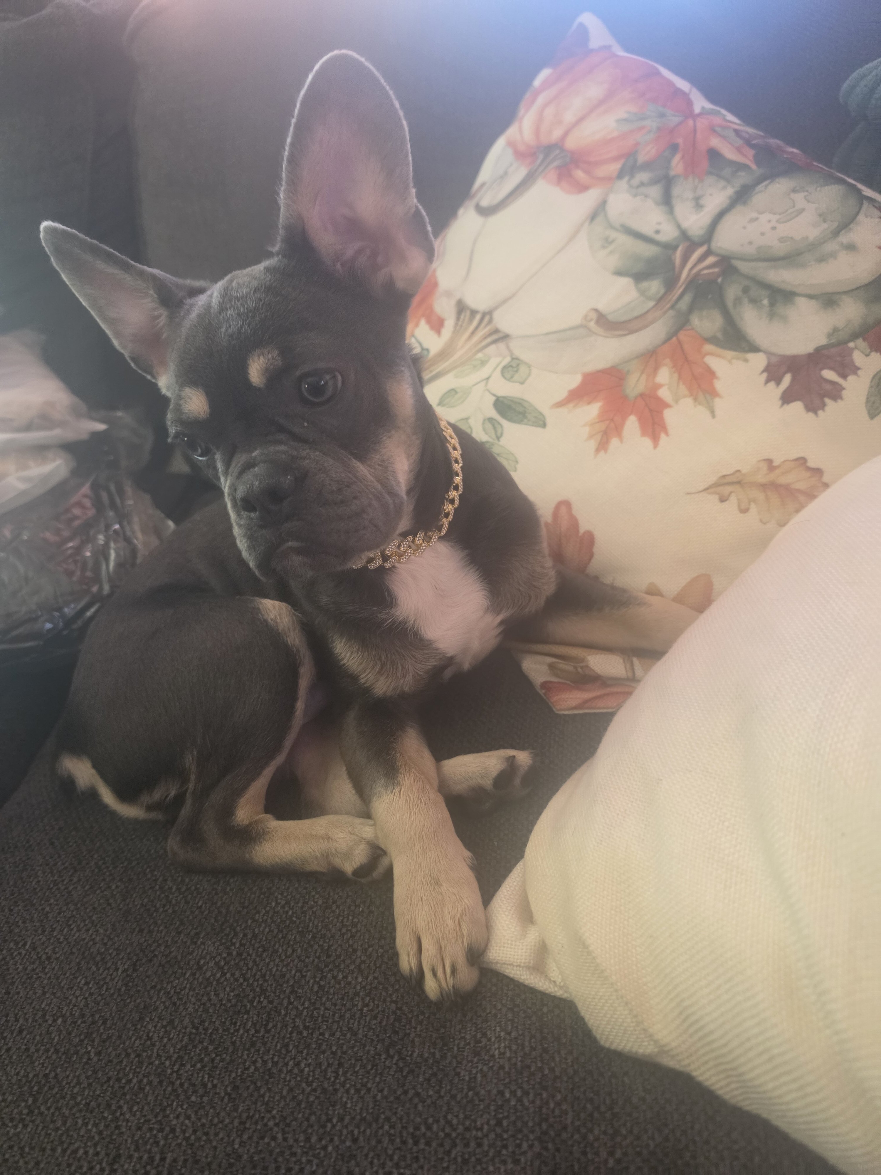 French bulldog image 1