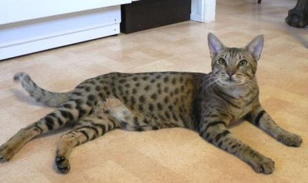 ocicat image 1