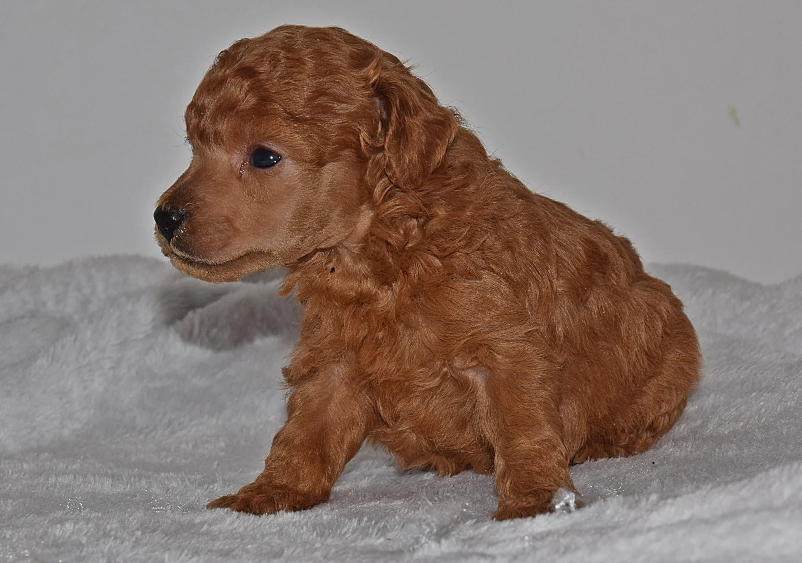 red Miniature Poodle image 4