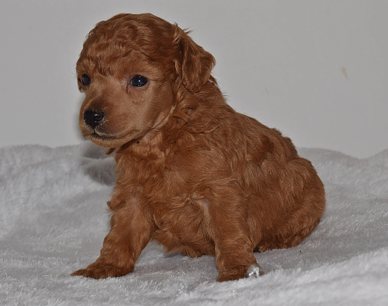red Miniature Poodle image 3