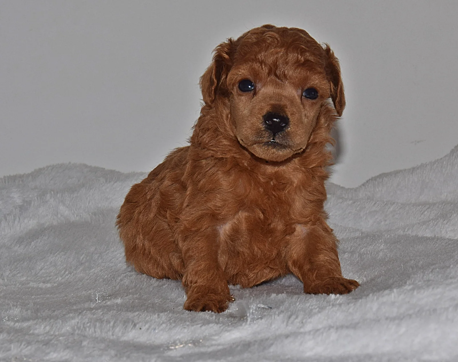red Miniature Poodle image 2