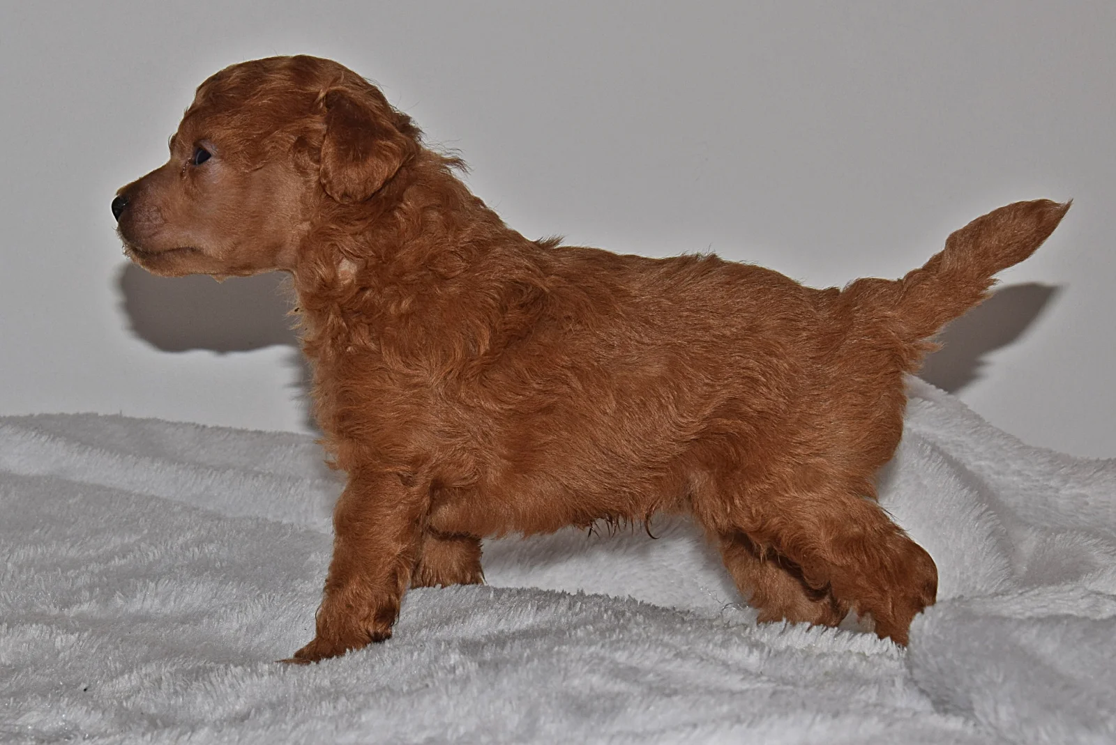 red Miniature Poodle image 1