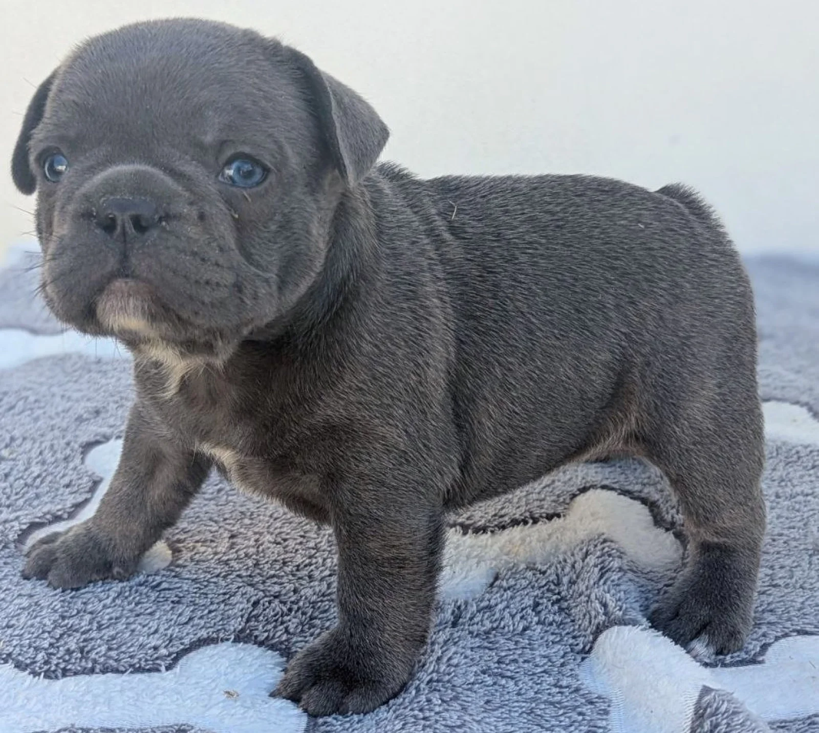 French Bulldog boy image 1