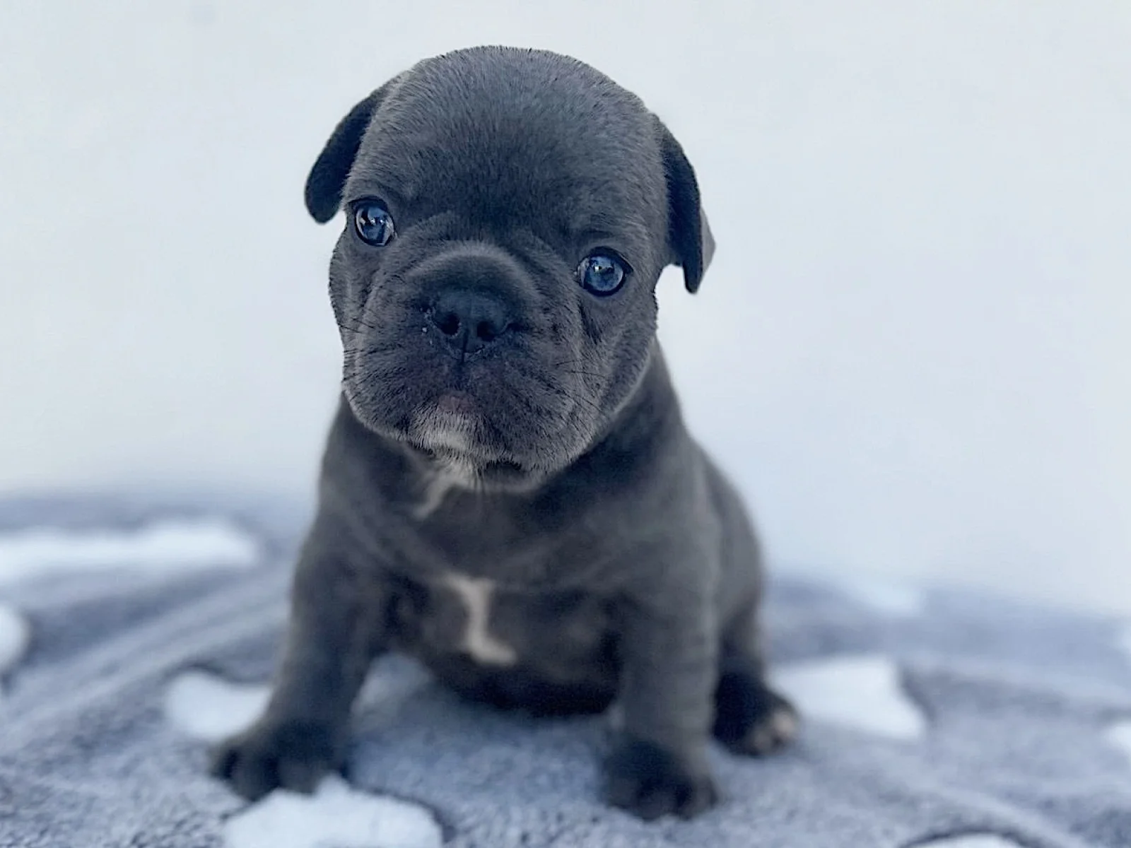 French Bulldog boy image 4