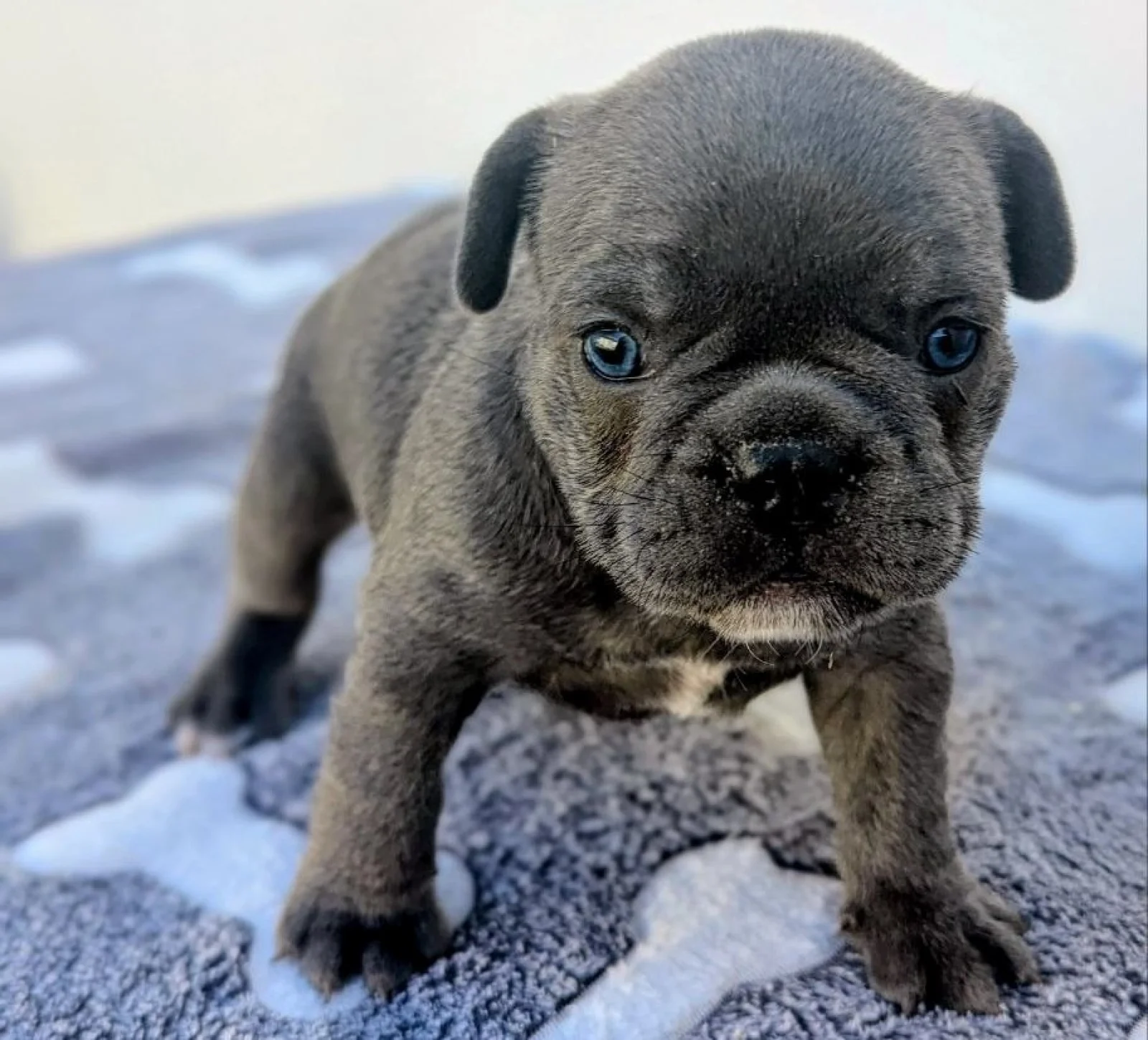 French Bulldog boy image 2