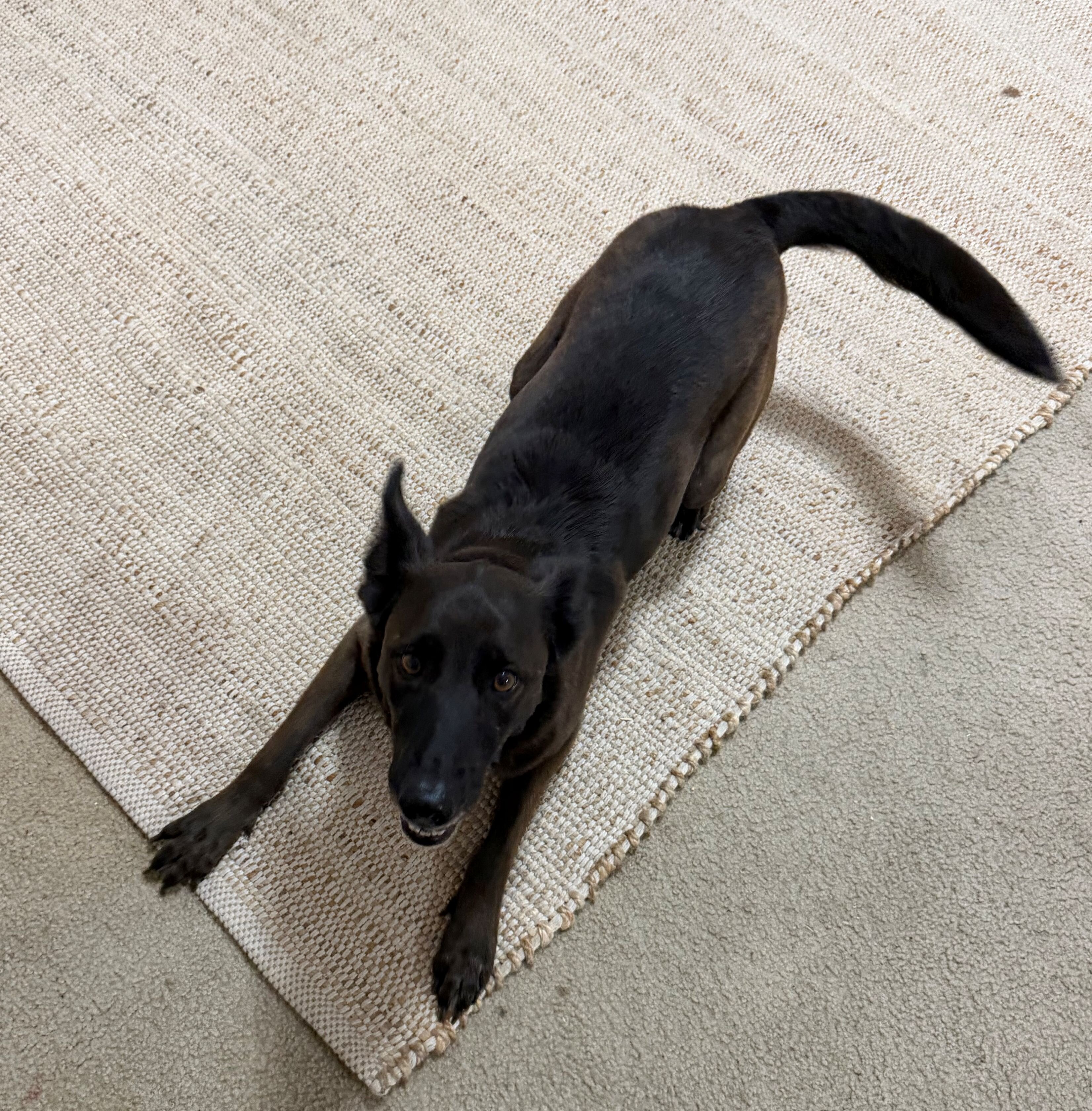 Mixed breed Female Dog - 6 yo image 1