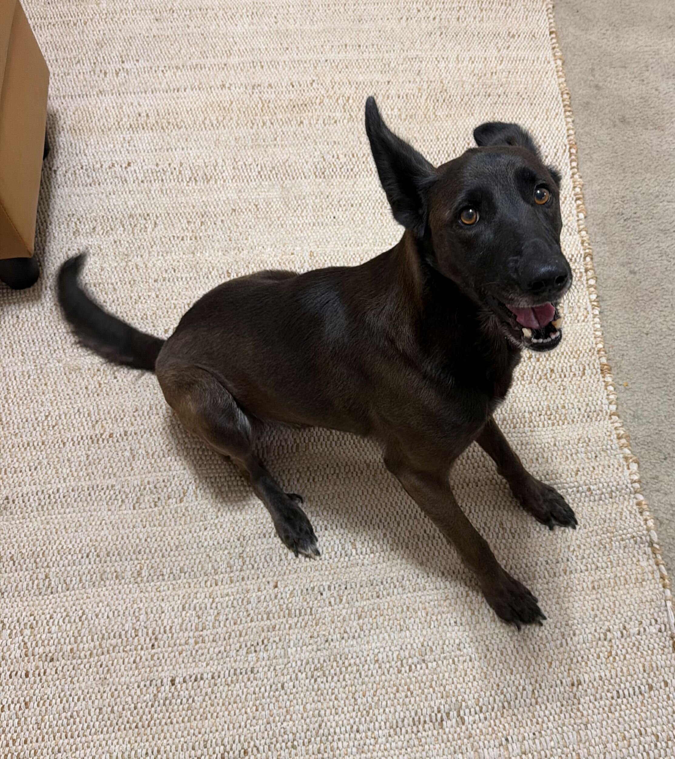 Mixed breed Female Dog - 6 yo image 2