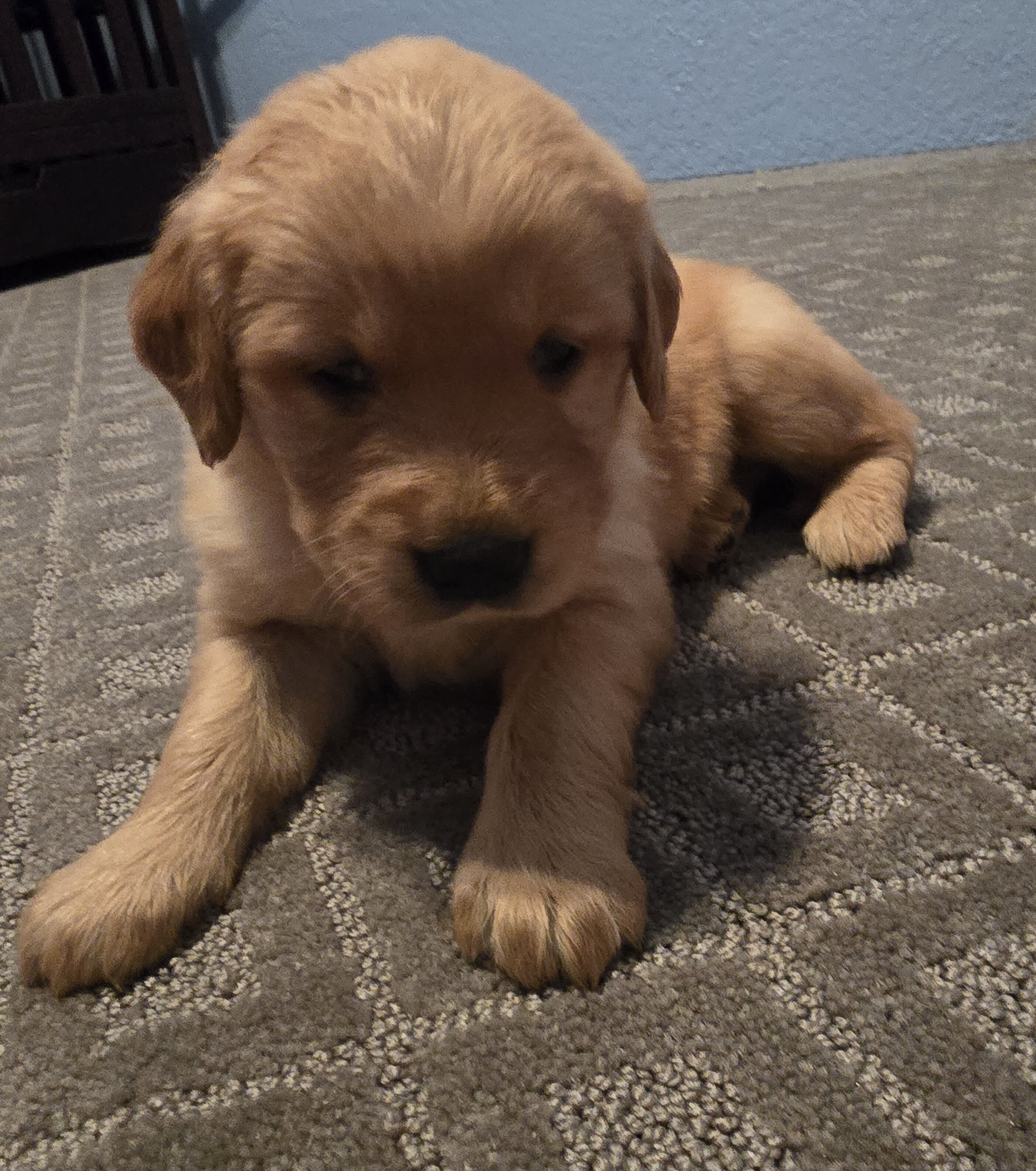 Golden Retriever puppy image 1
