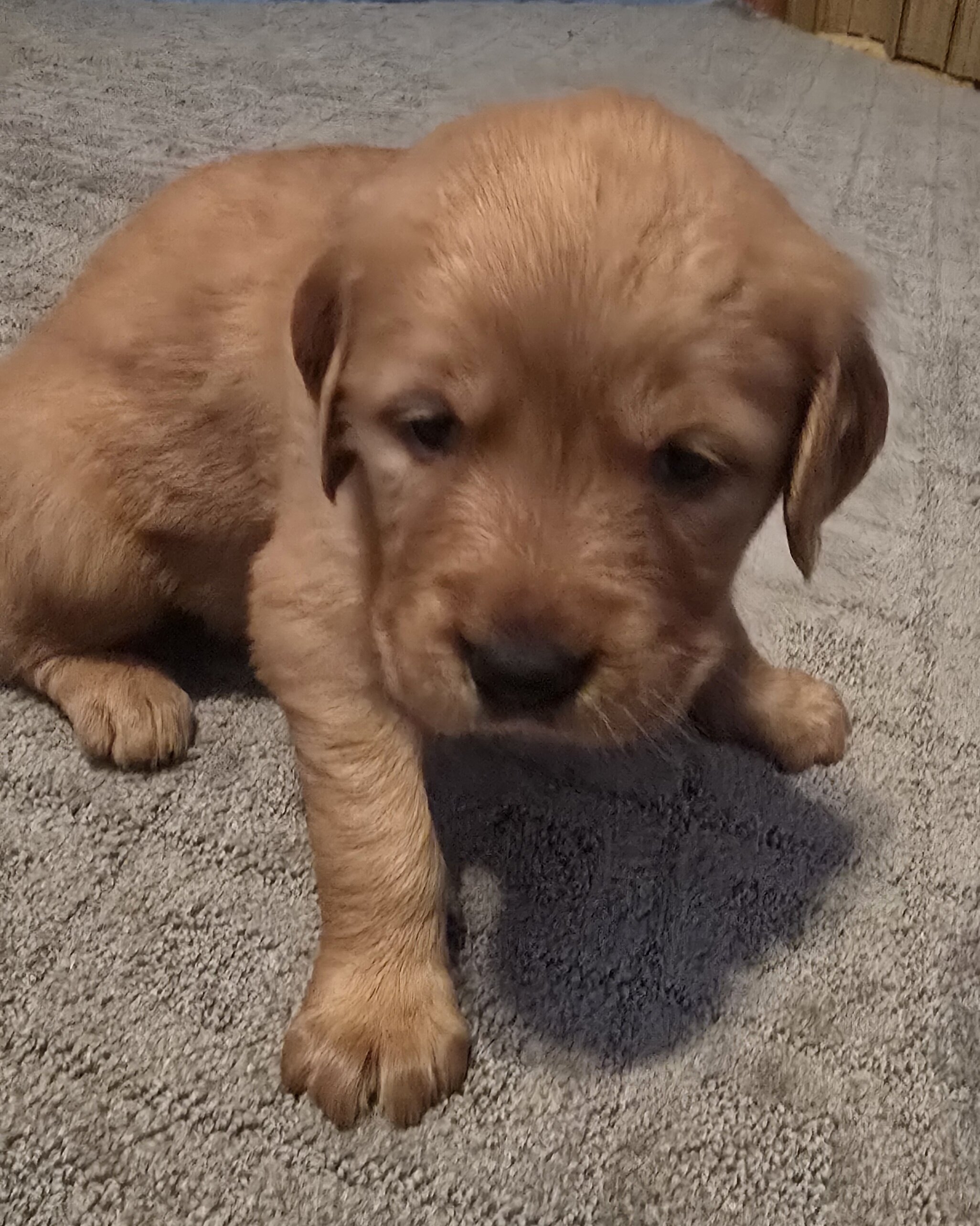 Golden Retriever puppy image 2
