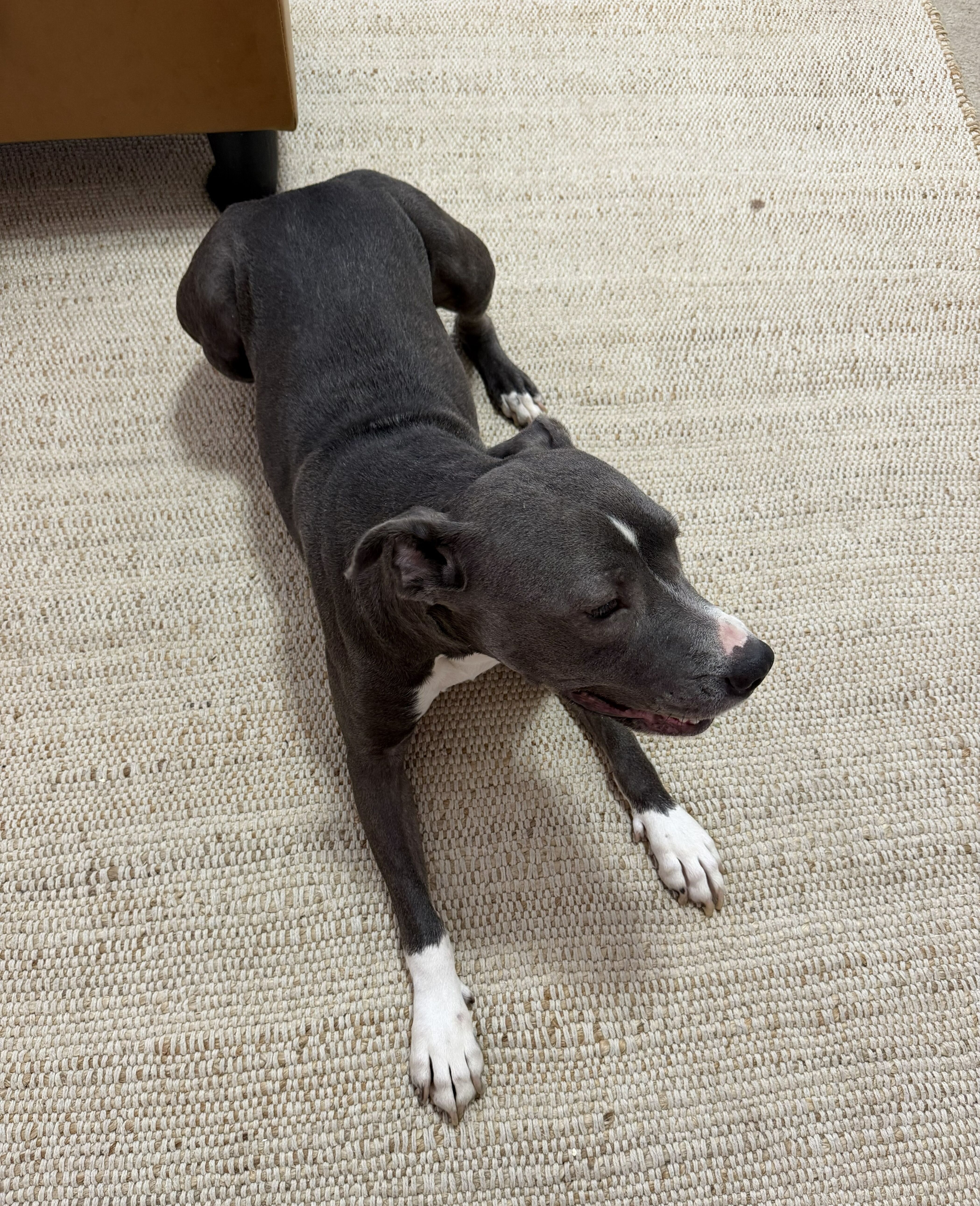 4 YO Female Pitbull image 1
