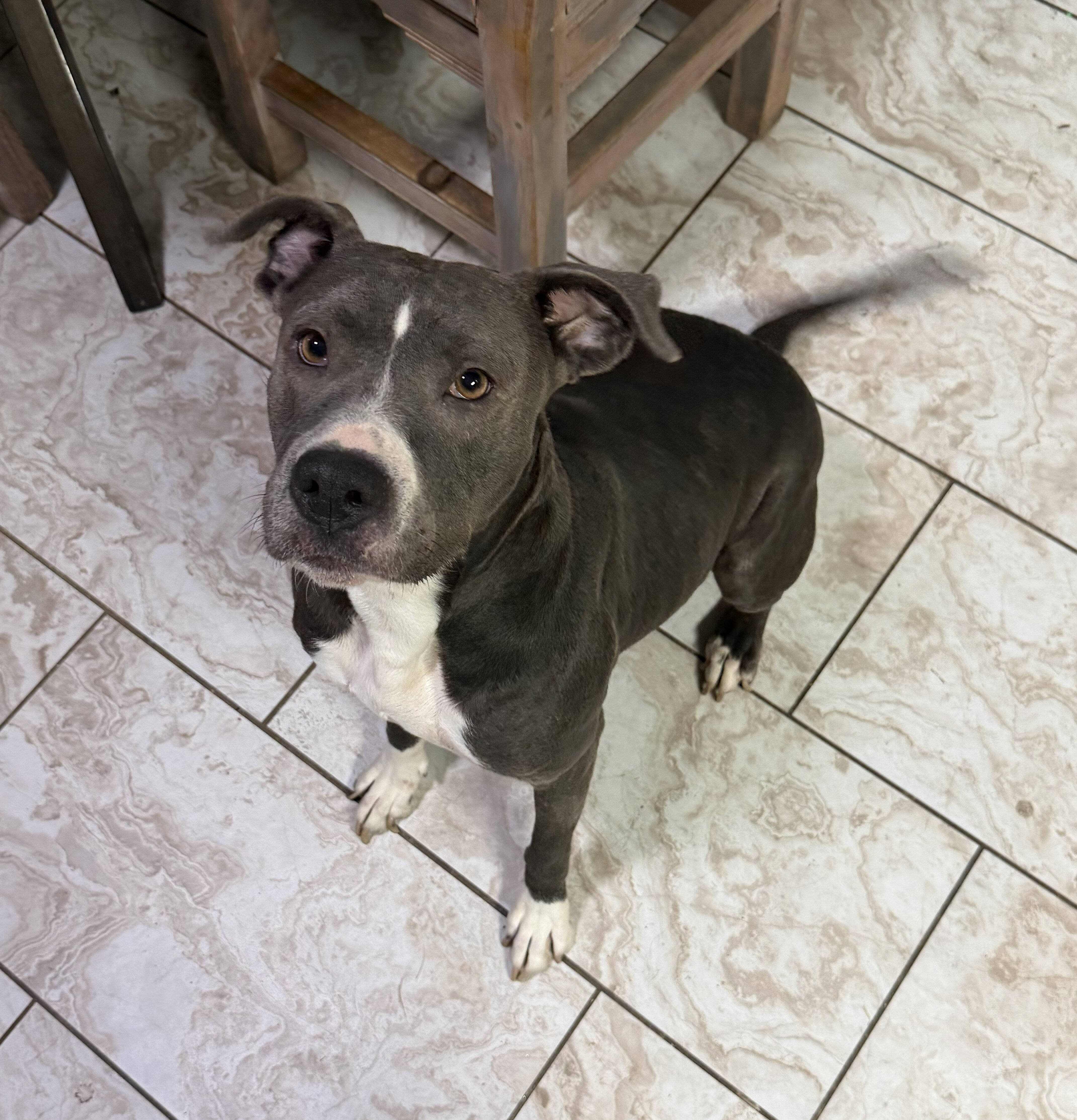 4 YO Female Pitbull image 2