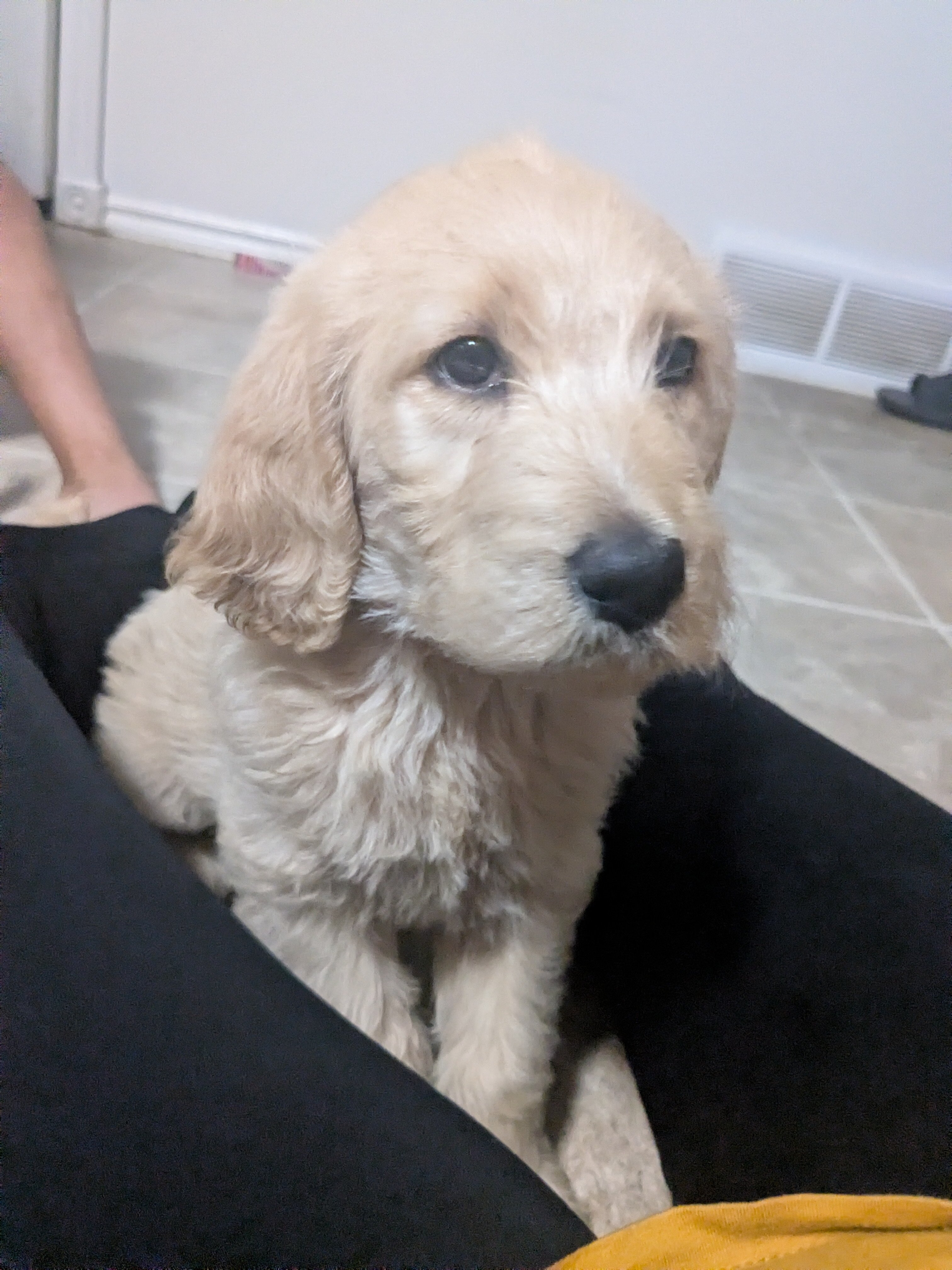 Labradoodles image 1