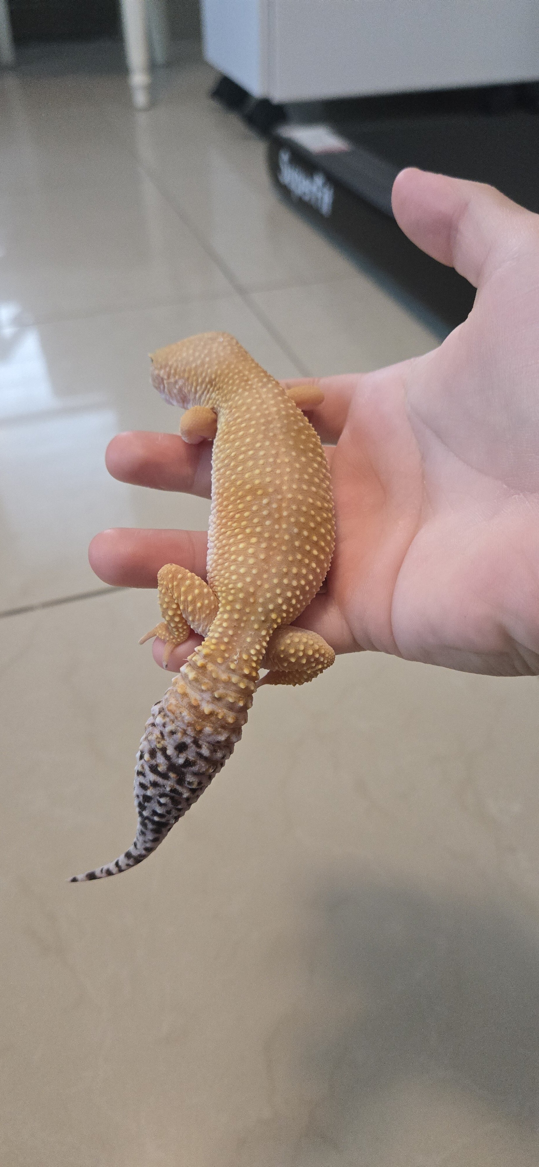 Gecko: Super Hypo Blood Tangerine image 2
