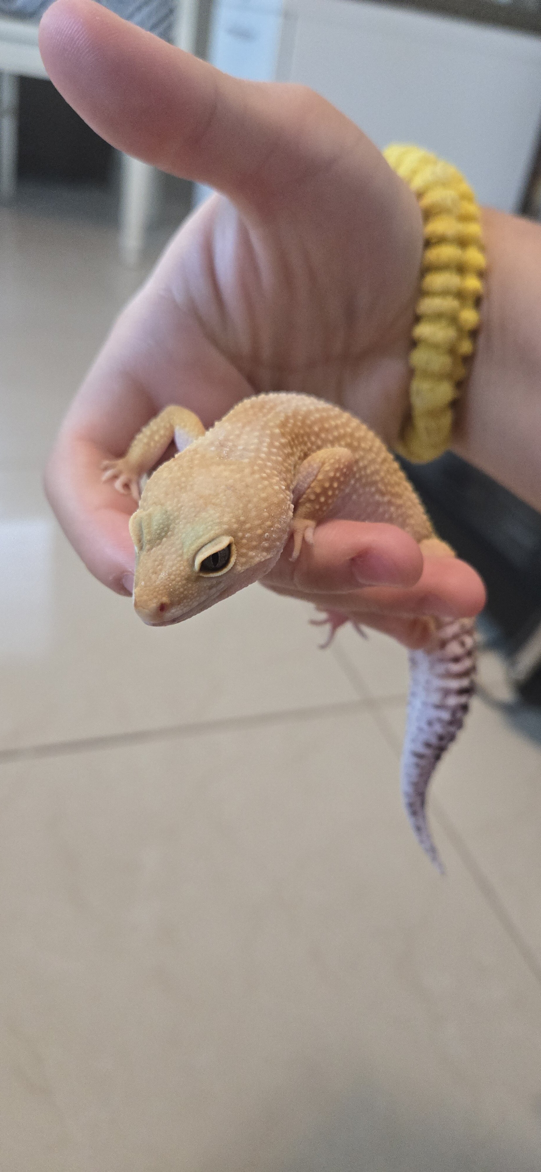 Gecko: Super Hypo Blood Tangerine image 1