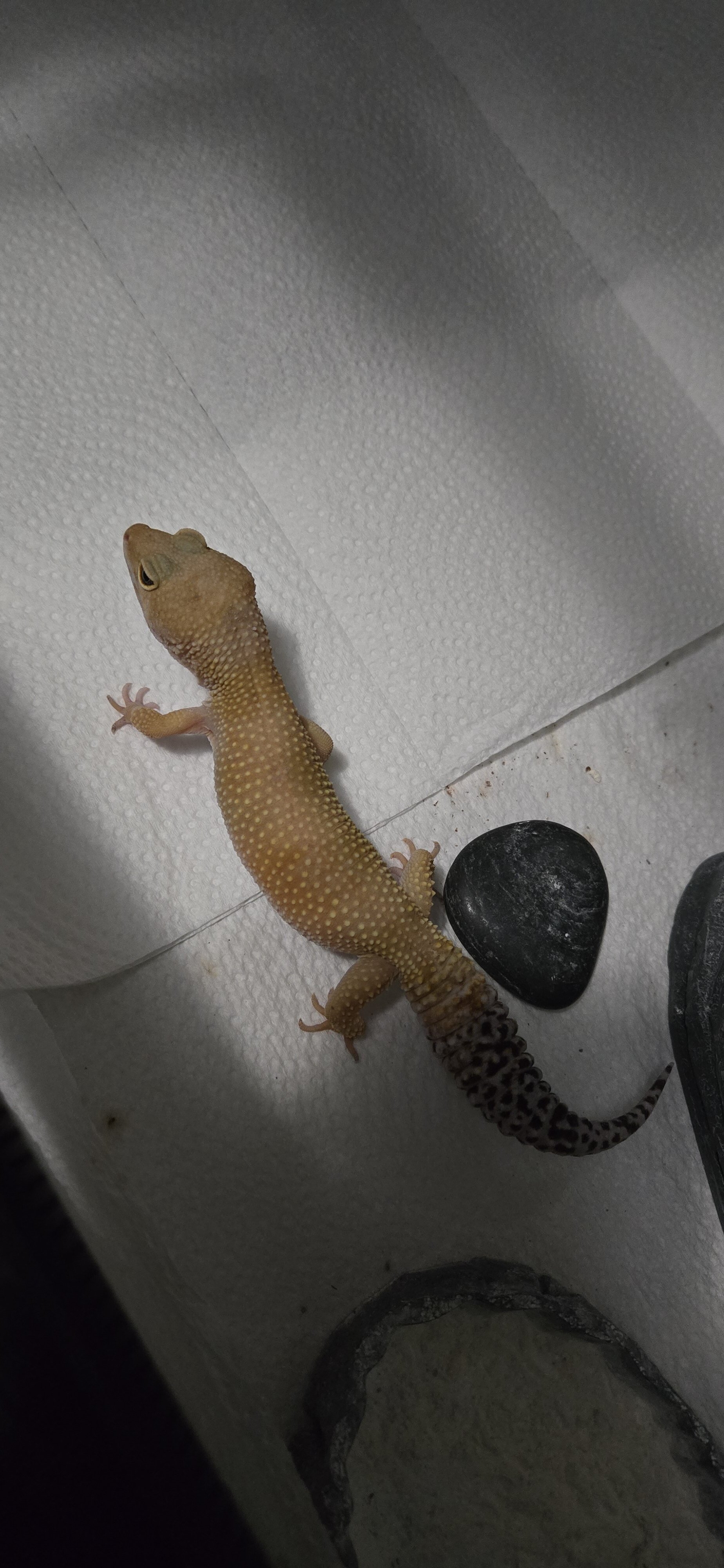 Gecko: Super Hypo Blood Tangerine image 3