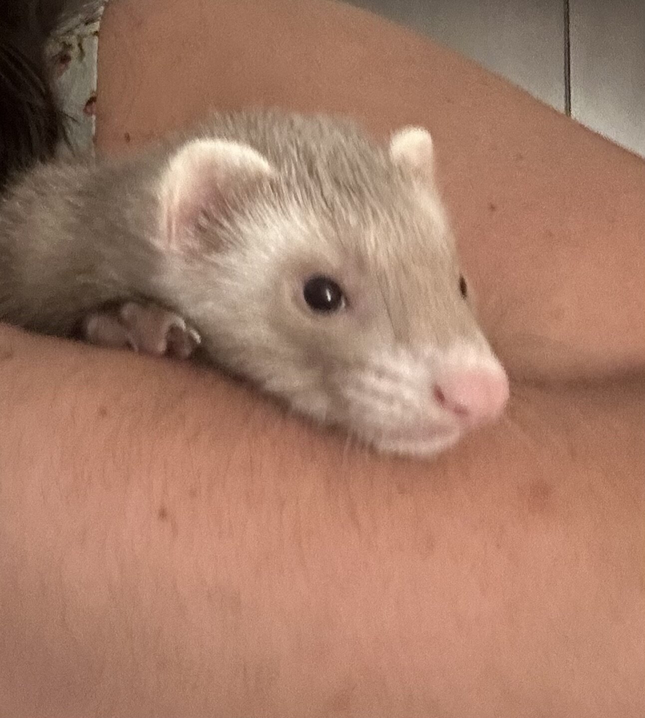A ferret with cage and belongings image 3