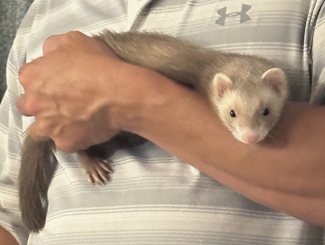 A ferret with cage and belongings image 2