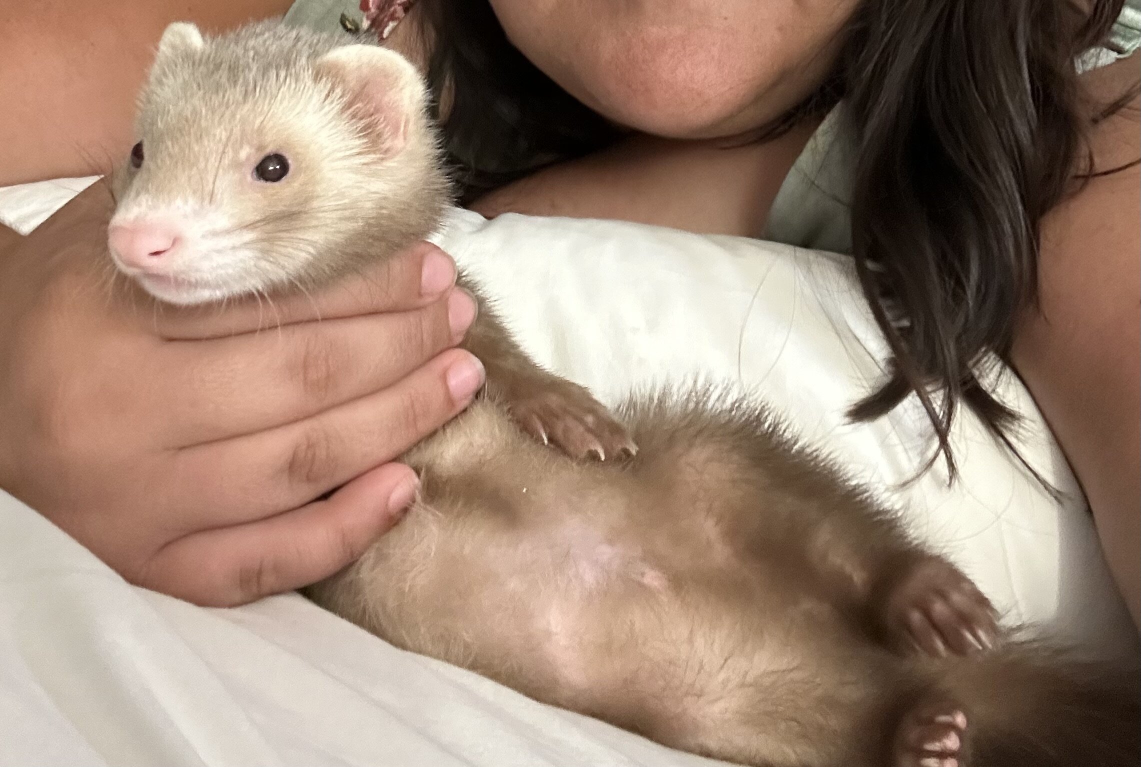 A ferret with cage and belongings image 1