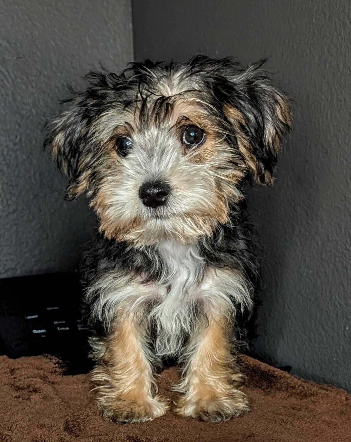 Yorkie mix (Snorkies) image 3