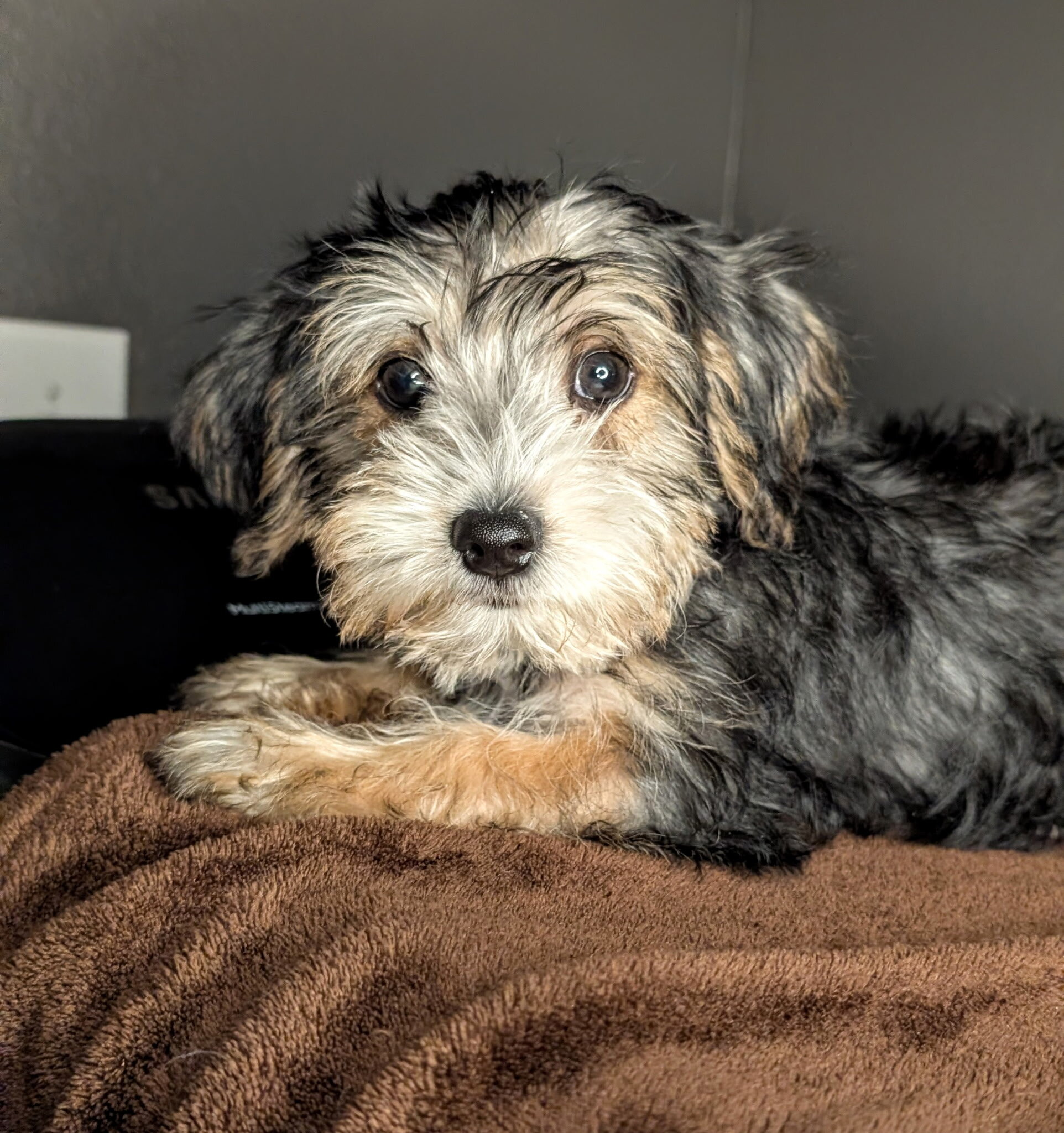Yorkie mix (Snorkies) image 4