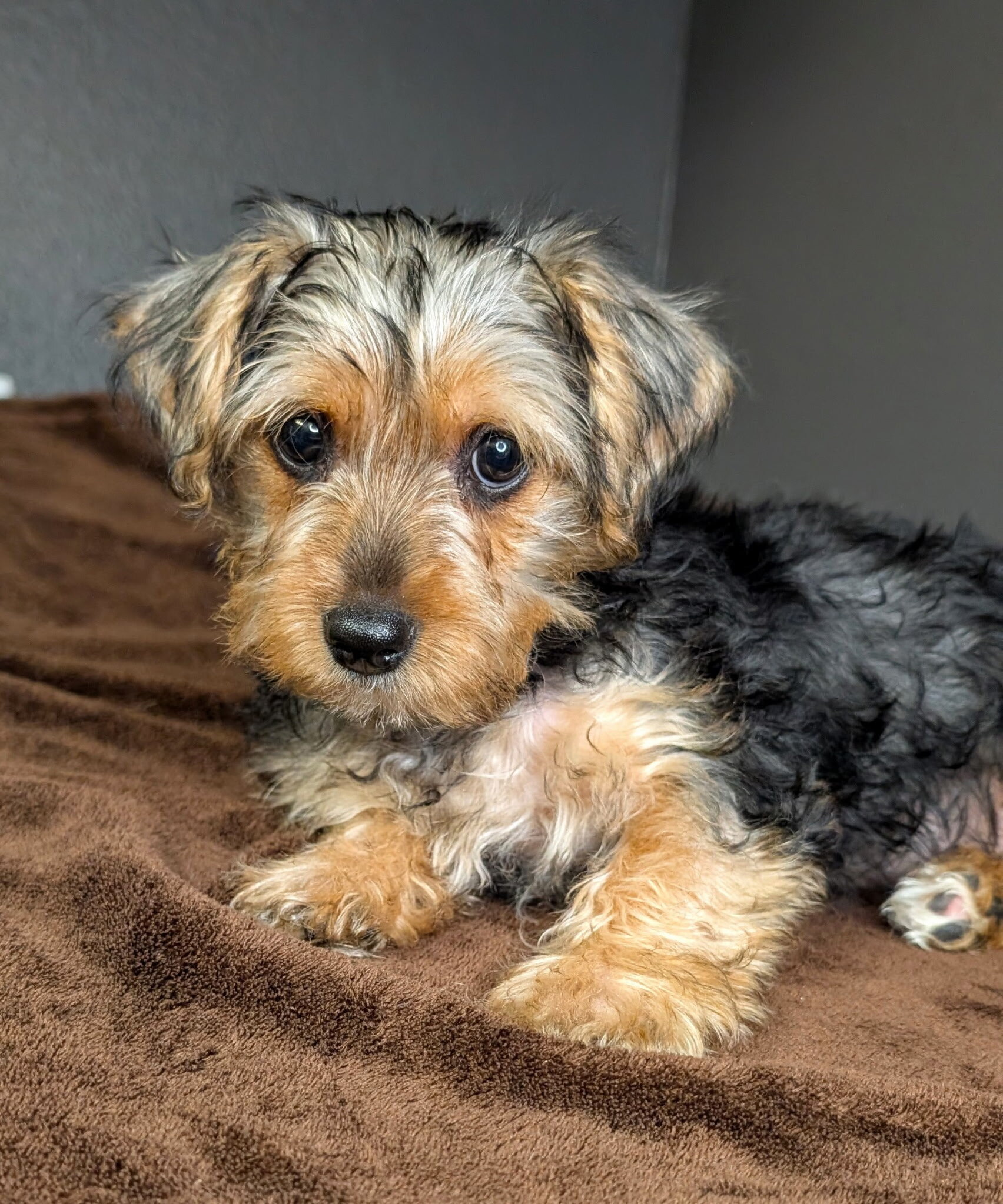 Yorkie mix (Snorkies) image 1