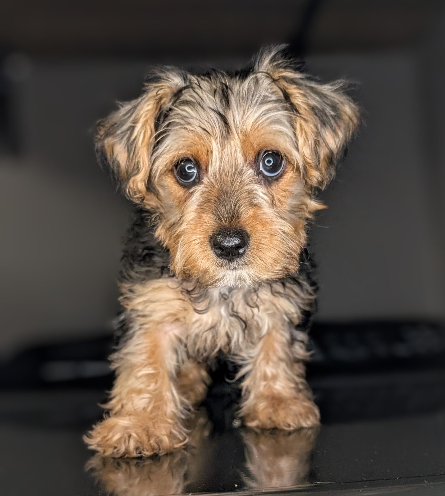 Yorkie mix (Snorkies) image 2